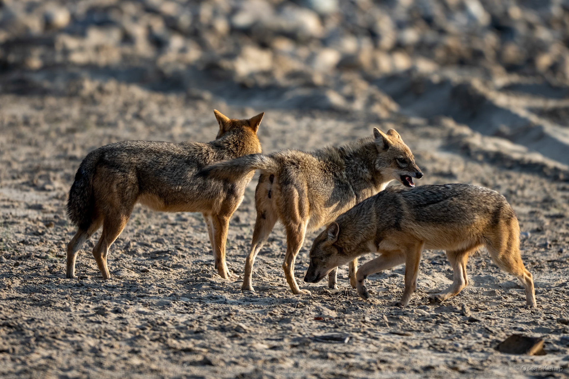 Corbett NP,Uttarakhand / Dominant monogamous pair of golden jackals (Canis aureus) with subordinate male [India 2025 11]