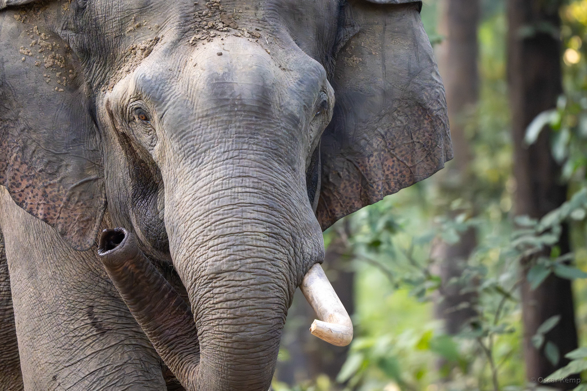 Corbett NP,Uttarakhand / Irritated Indian elephant ♂ (Elephas maximus indicus) in musth (visible by the spots near the temples); a rather tense moment [India 2025 11]