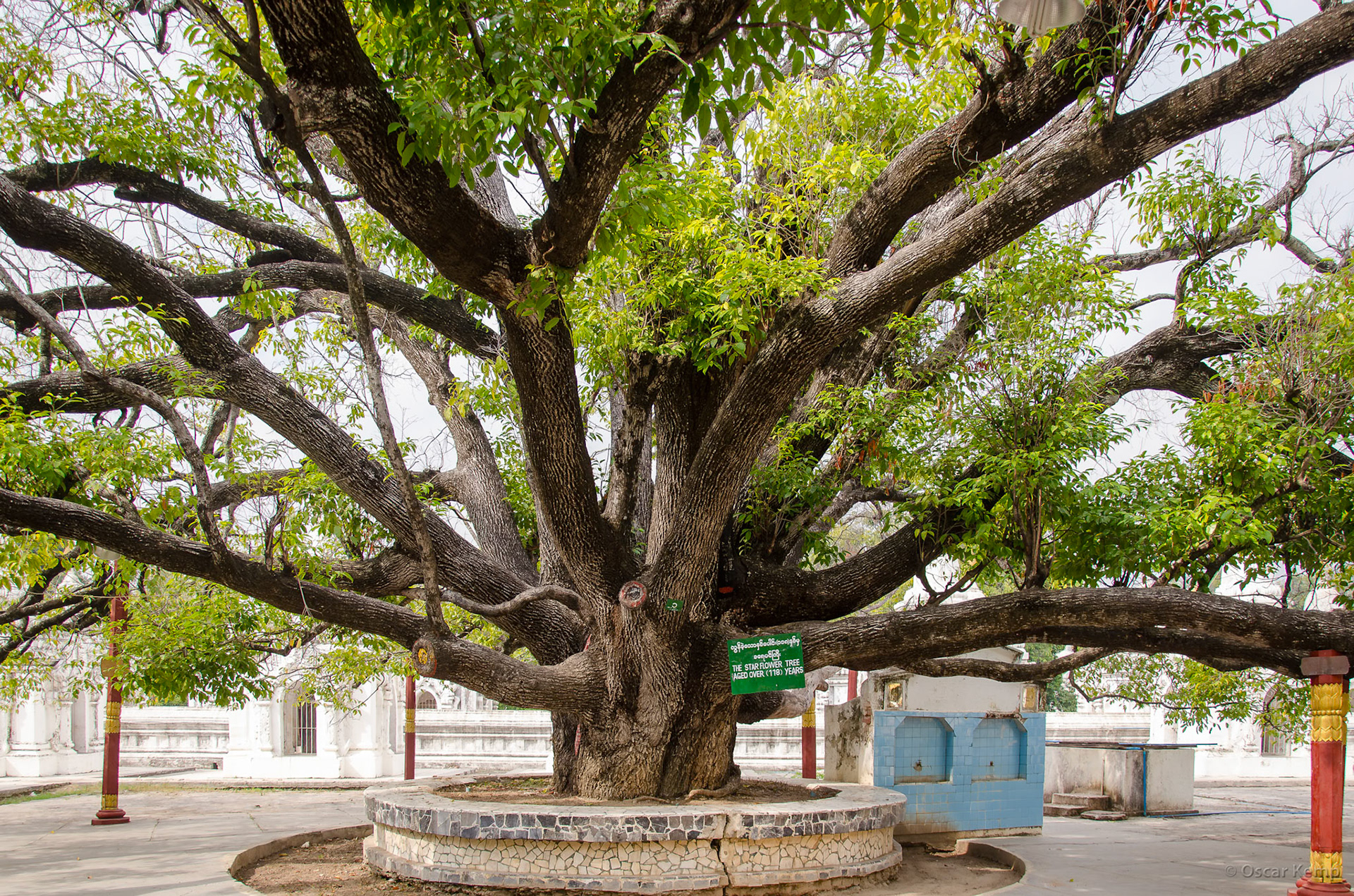 Kuthodaw Pagoda, Mandalay Hill / Famous star flower tree (Mimusops elengi) on the Kuthodaw Paya grounds which is said to be over 118 years old [Myanmar, 2012 01]