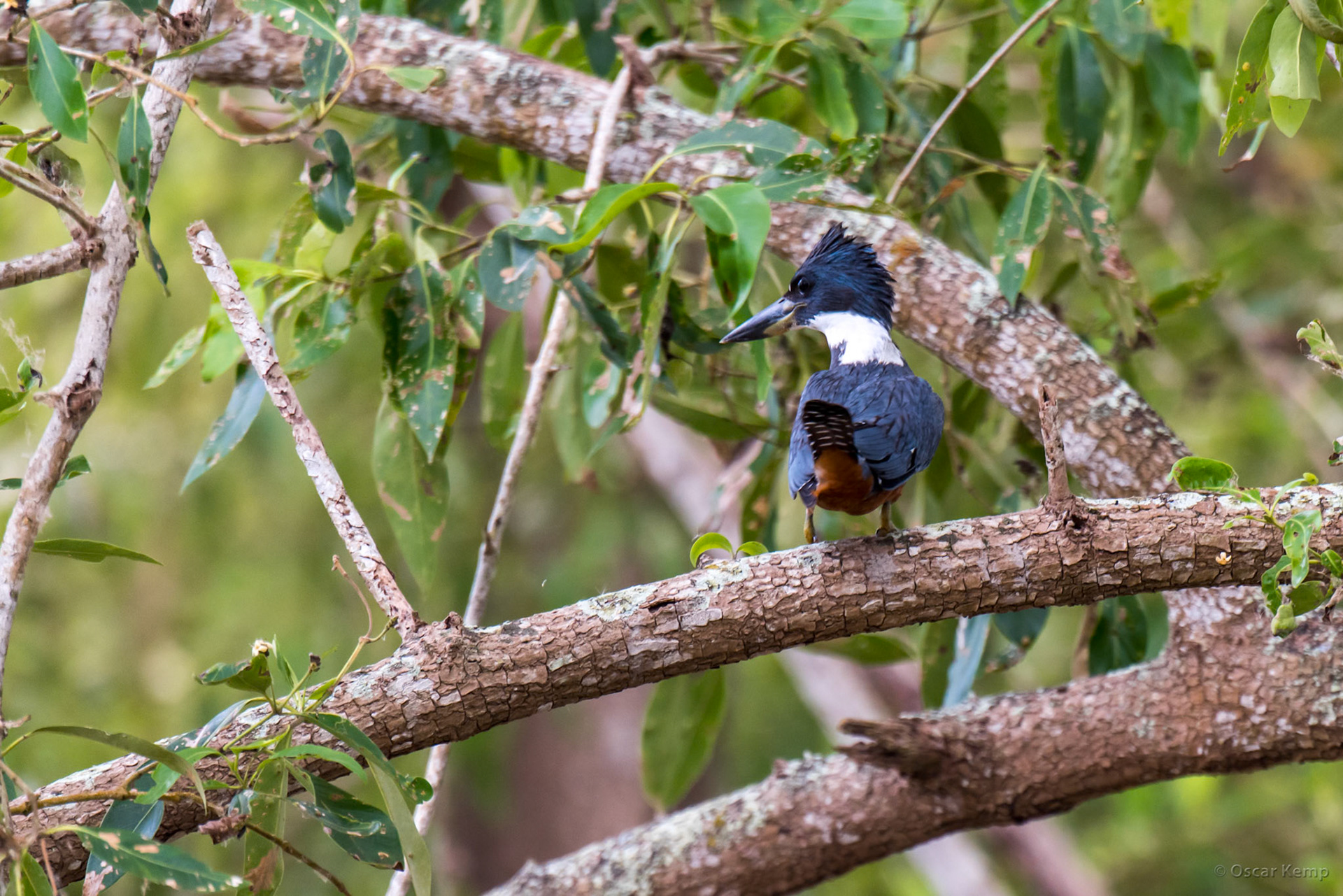 Large, conspicuous and rather noisy Ringed Kingfisher (Megaceryle torquata) [Suriname/Bigi Pan, 2018 10]