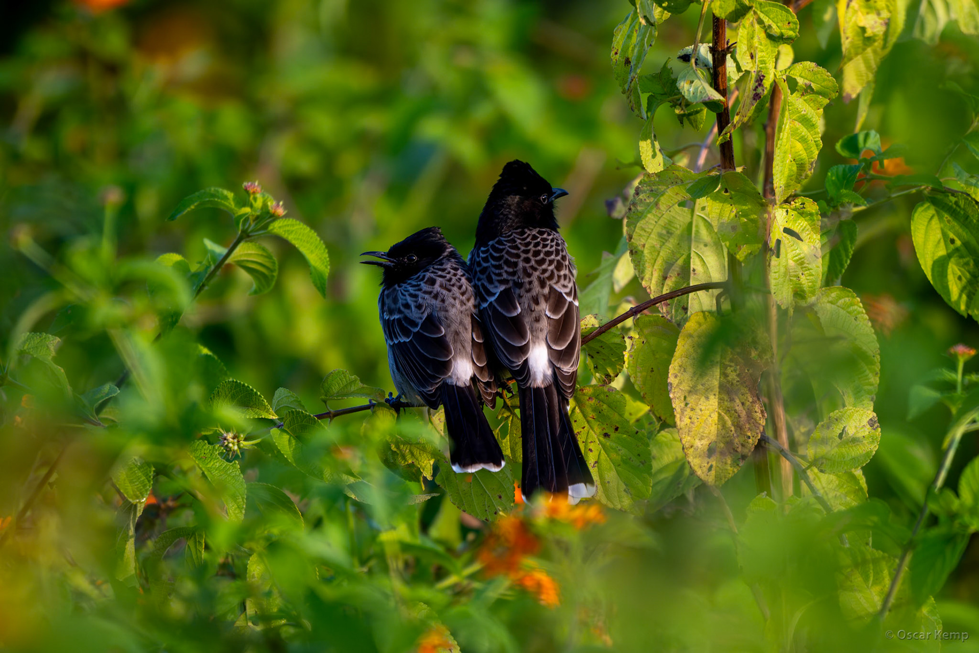 Corbett NP,Uttarakhand / Beautiful pair of red-vented bulbuls (Pycnonotus cafer); the species is on the list of the 100 worst invasive alien species in the world [India 2025 11]