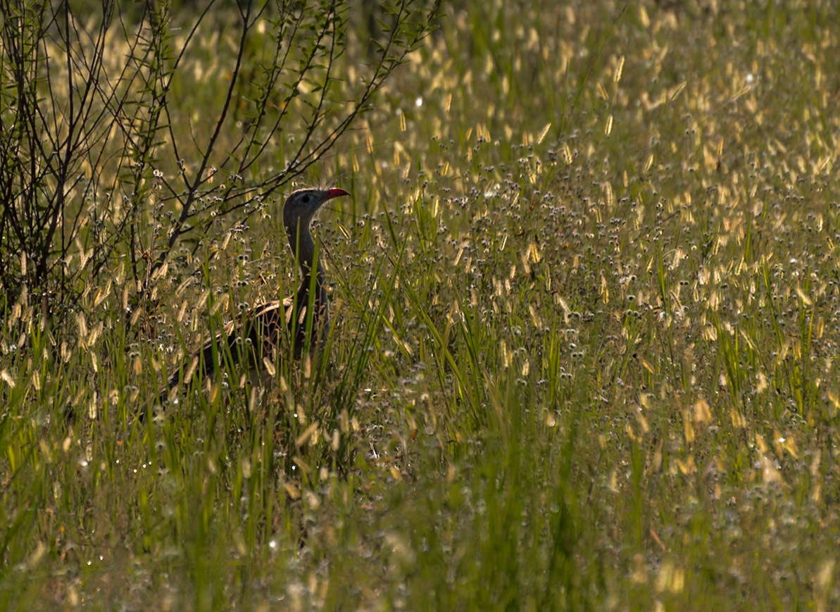 Mato Grosso do Sul-Santa Delfina / Cautiously hunting Red-legged seriema or crested cariama (Cariama cristata) [2017 01]