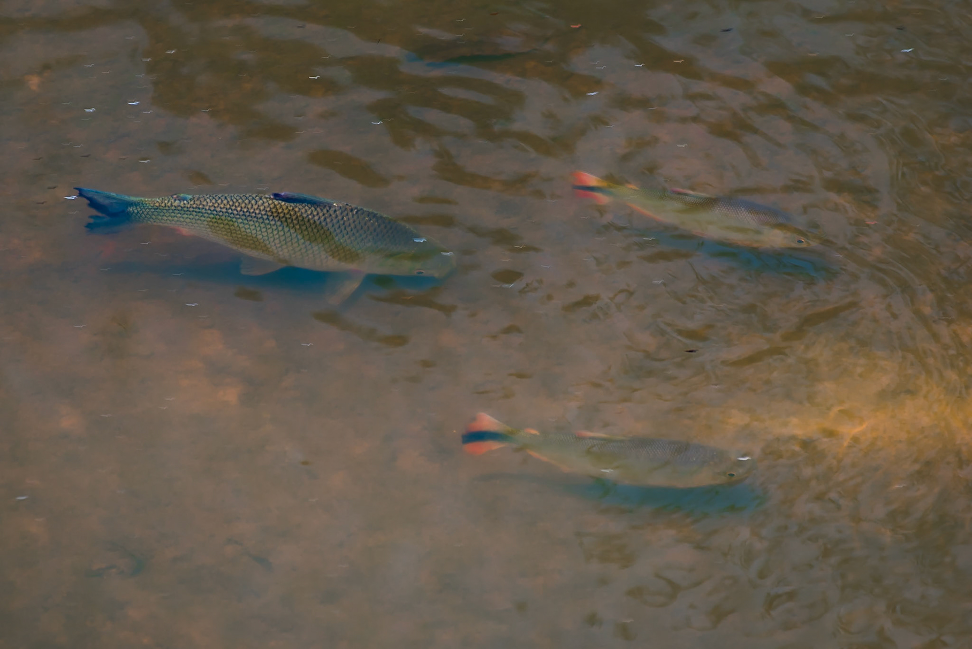 Mato Grosso do Sul-Santa Delfina / A few golden dorado (Salminus brasiliensis) [2017 01]