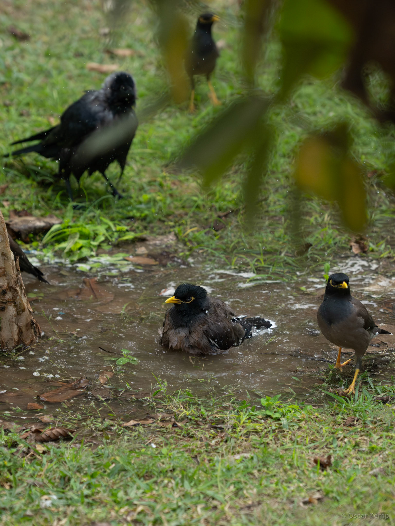 New Delhi-Gokalpuri / Bathing Indian mynas (Acridotheres tristis) in Lodhi Garden [India 2025 11]