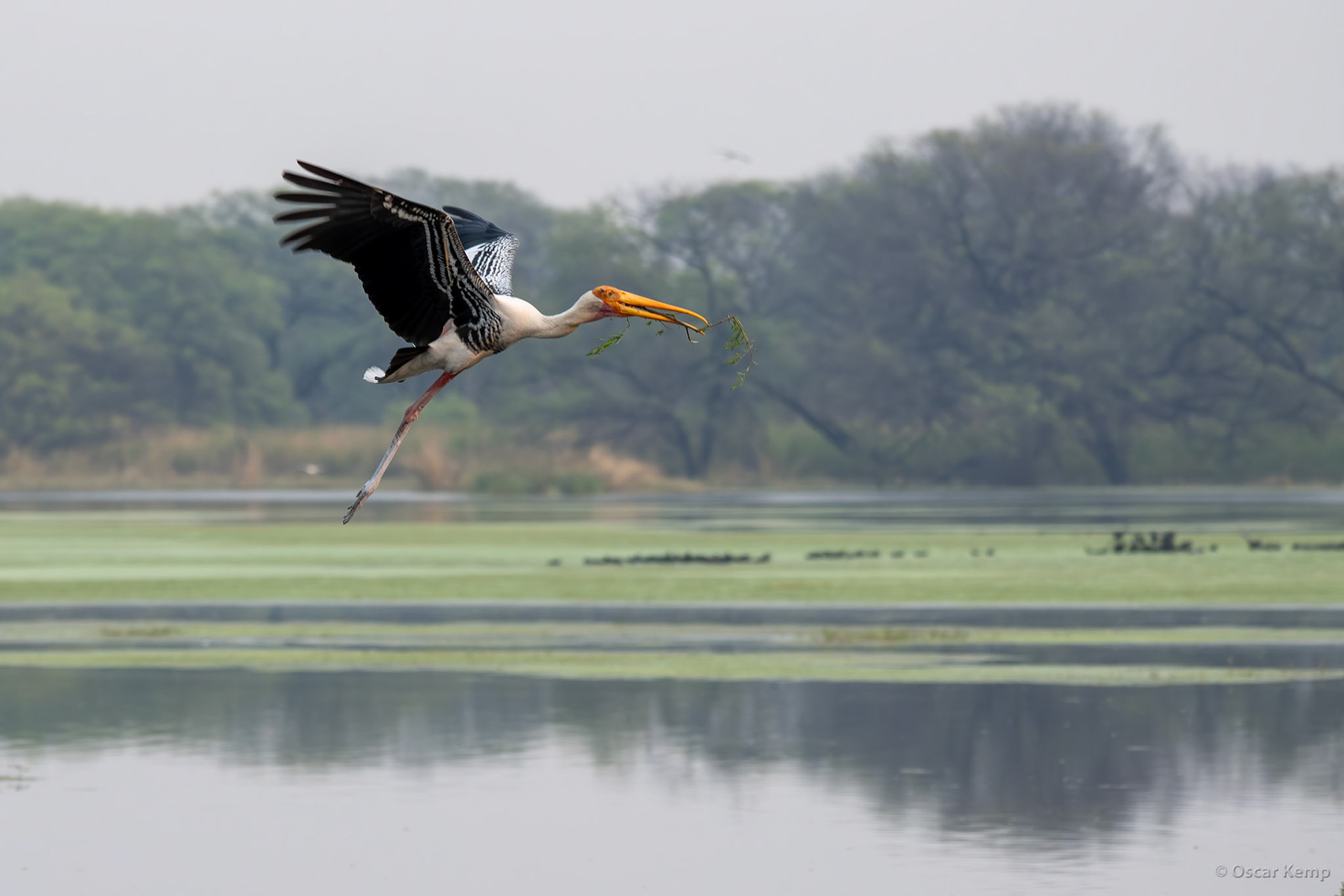 Keoladeo,Madhya Pradesh / Painted stork (Mycteria leucocephala) in breeding colors busy collecting nesting material [India 2025 11]