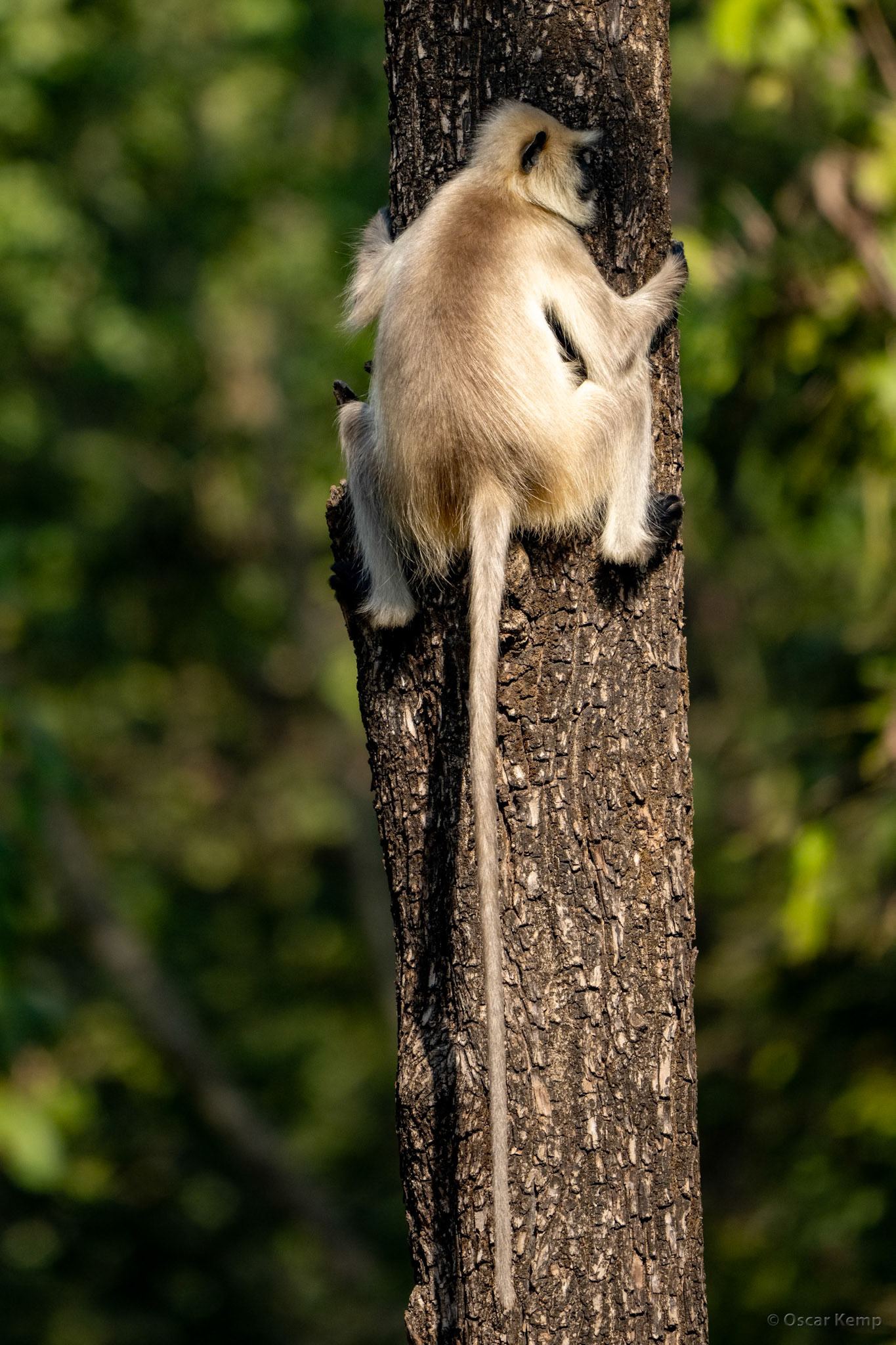 Bandhavgarh,Madhya Pradesh / Northern Plains Gray Langur aka Hanuman Langur (Semnopithecus entellus); the forest's main tiger alert high up on the lookout [India 2025 11]