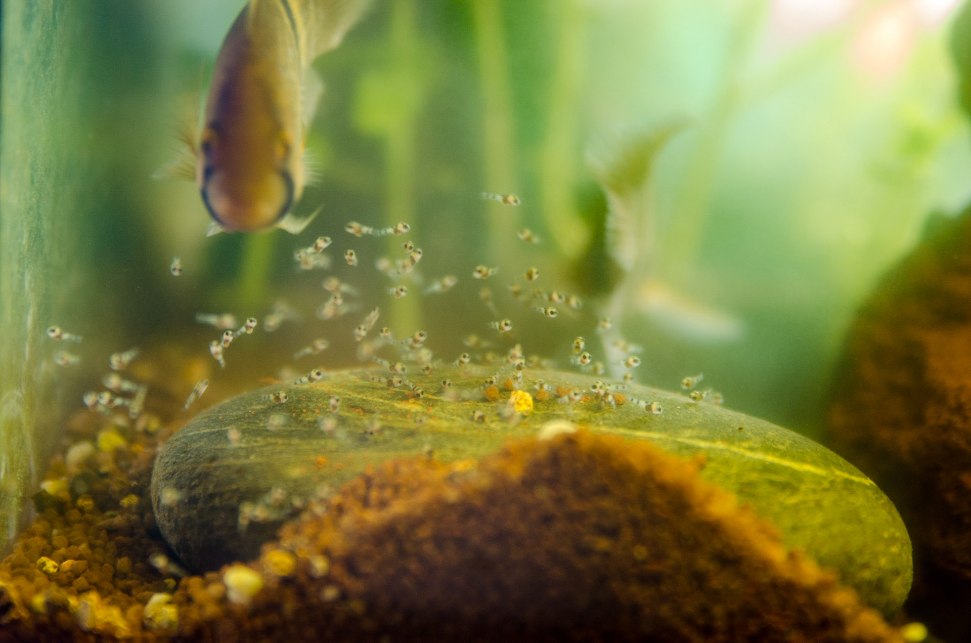 (6) Na enkele dagen komt het broedsel uit. Ze verblijven tijdelijk in een kuiltje naast de platte kei. De dooier zorgt voor 2 dagen voedsel voor de kleine cichliden.