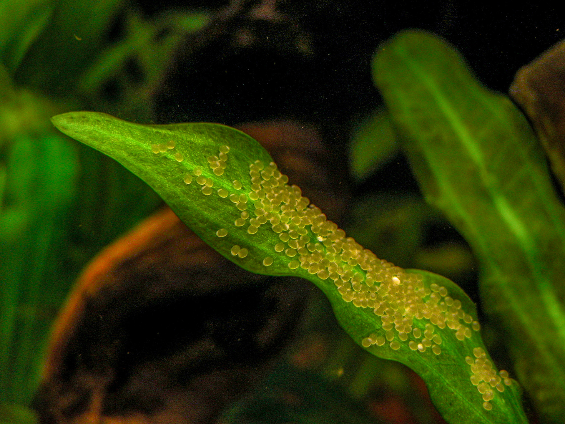 Bij de maanvis zijn met name de lansvormige bladeren van de Amazone zwaardplant een geliefde broedplek.