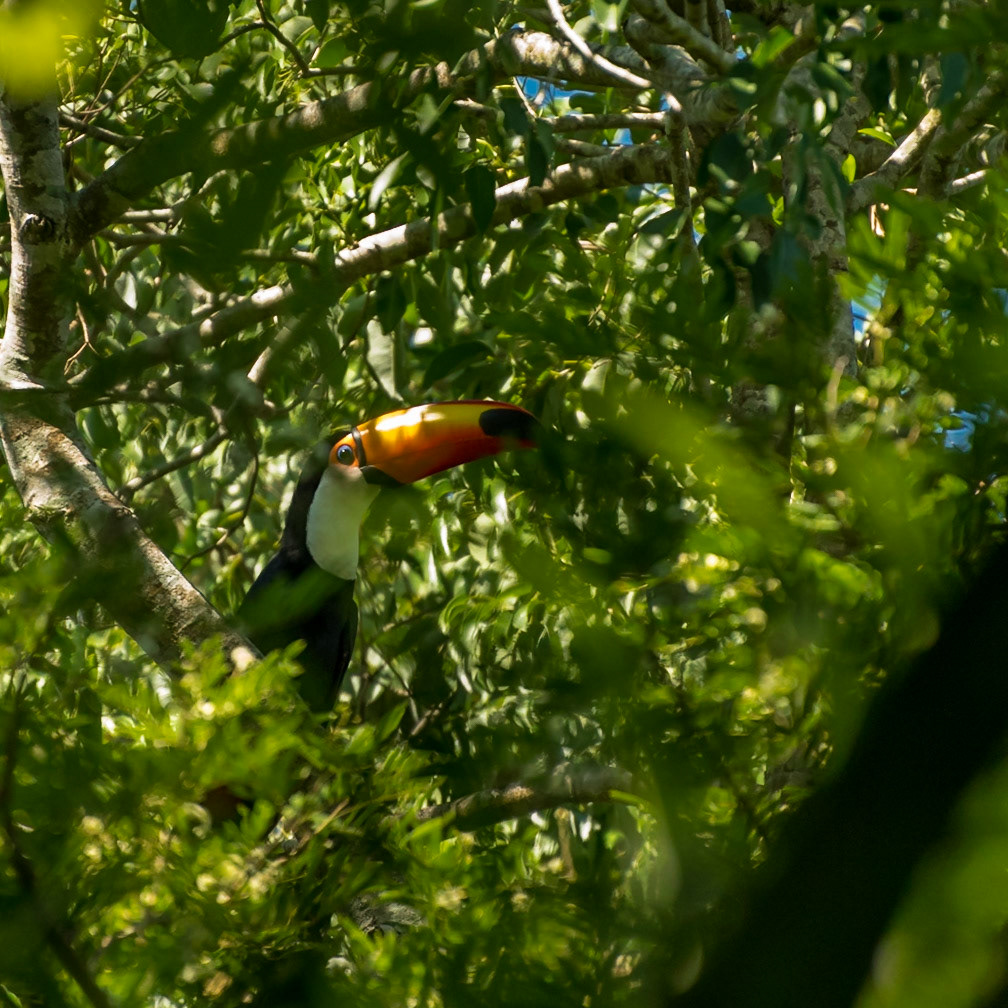 Mato Grosso do Sul-Santa Delfina / Bright orange beak of a curious Toco toucan or Granman Kuyake (Ramphastos toco) [2017 01]