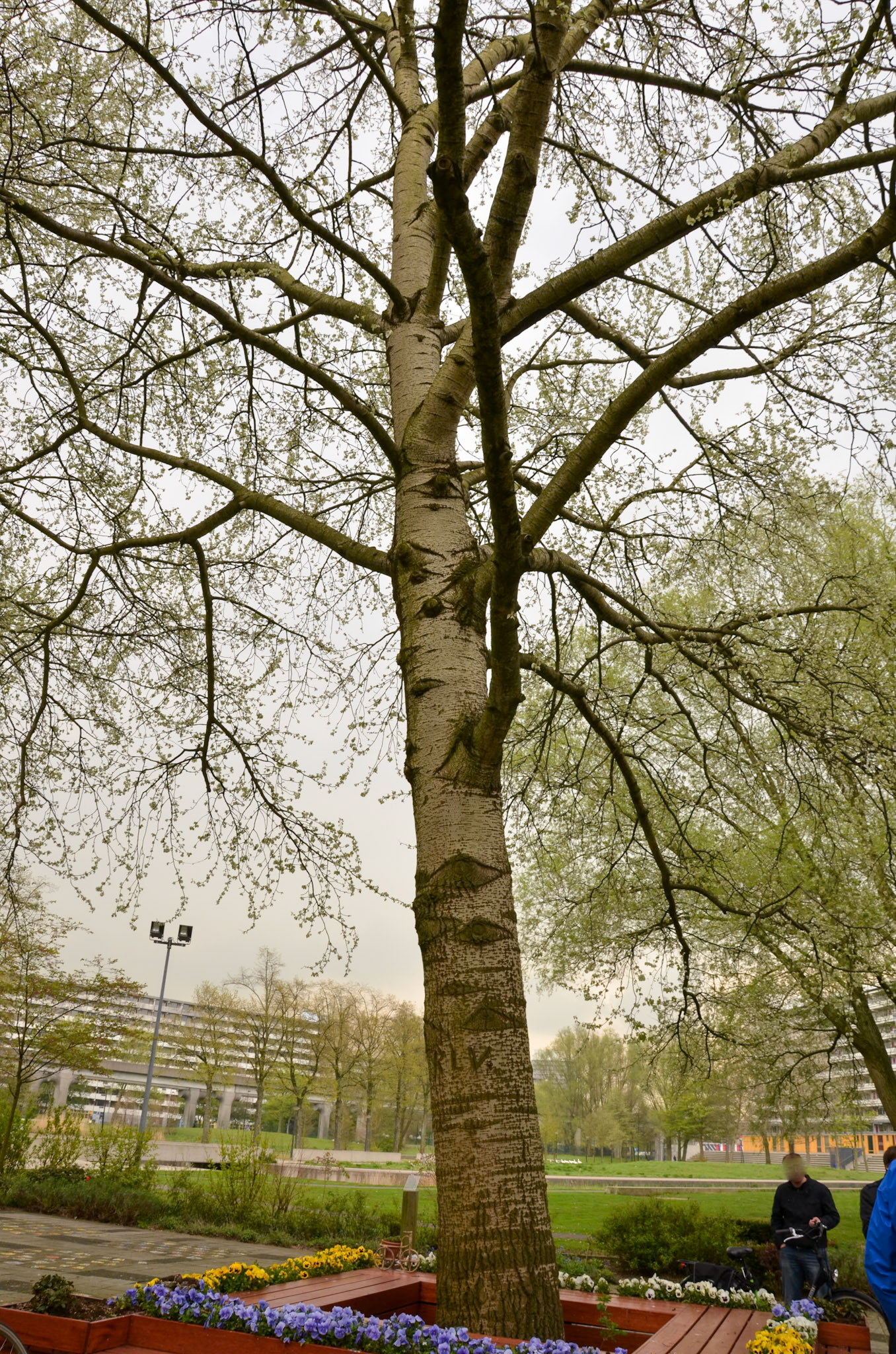 Monument Bijlmerramp 'Het Groeiend Monument' (De 'boom die alles zag')