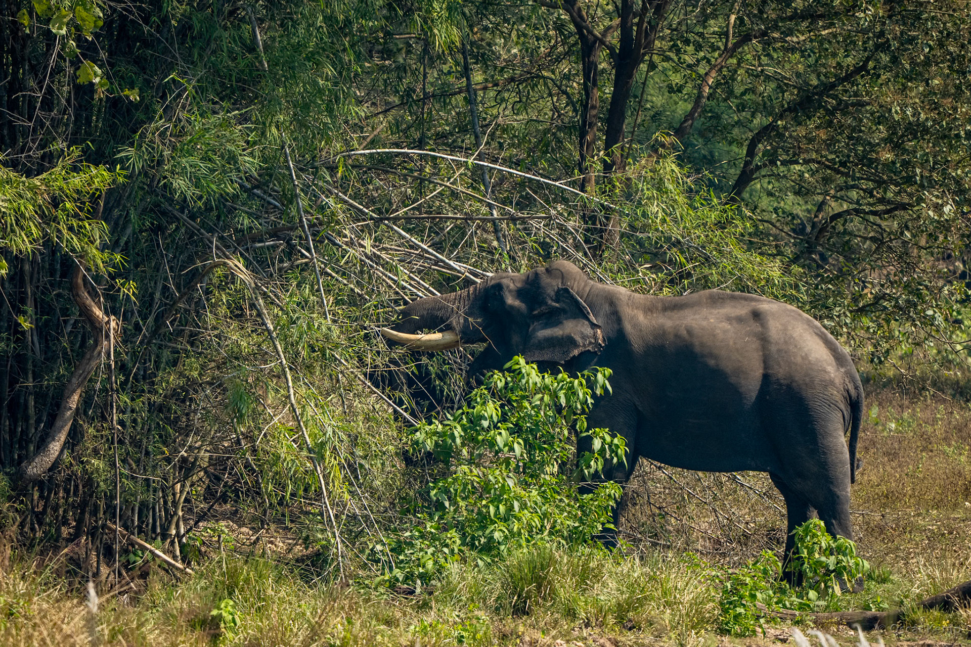 Kanha Tiger Reserve,Madhya Pradesh / Domesticated male Indian elephant (Elephas maximus indicus) freely foraging at the edge of the game park [India 2025 11]