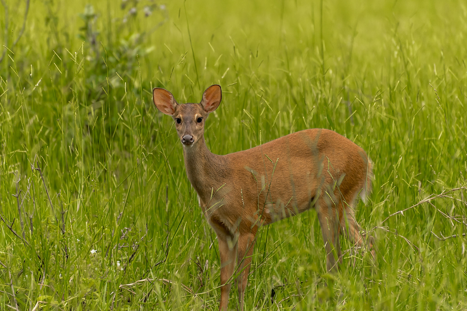 Mato Grosso do Sul-Santa Delfina / Juvenile Redi dia or Red brocket (Mazama americana) [2017 01]
