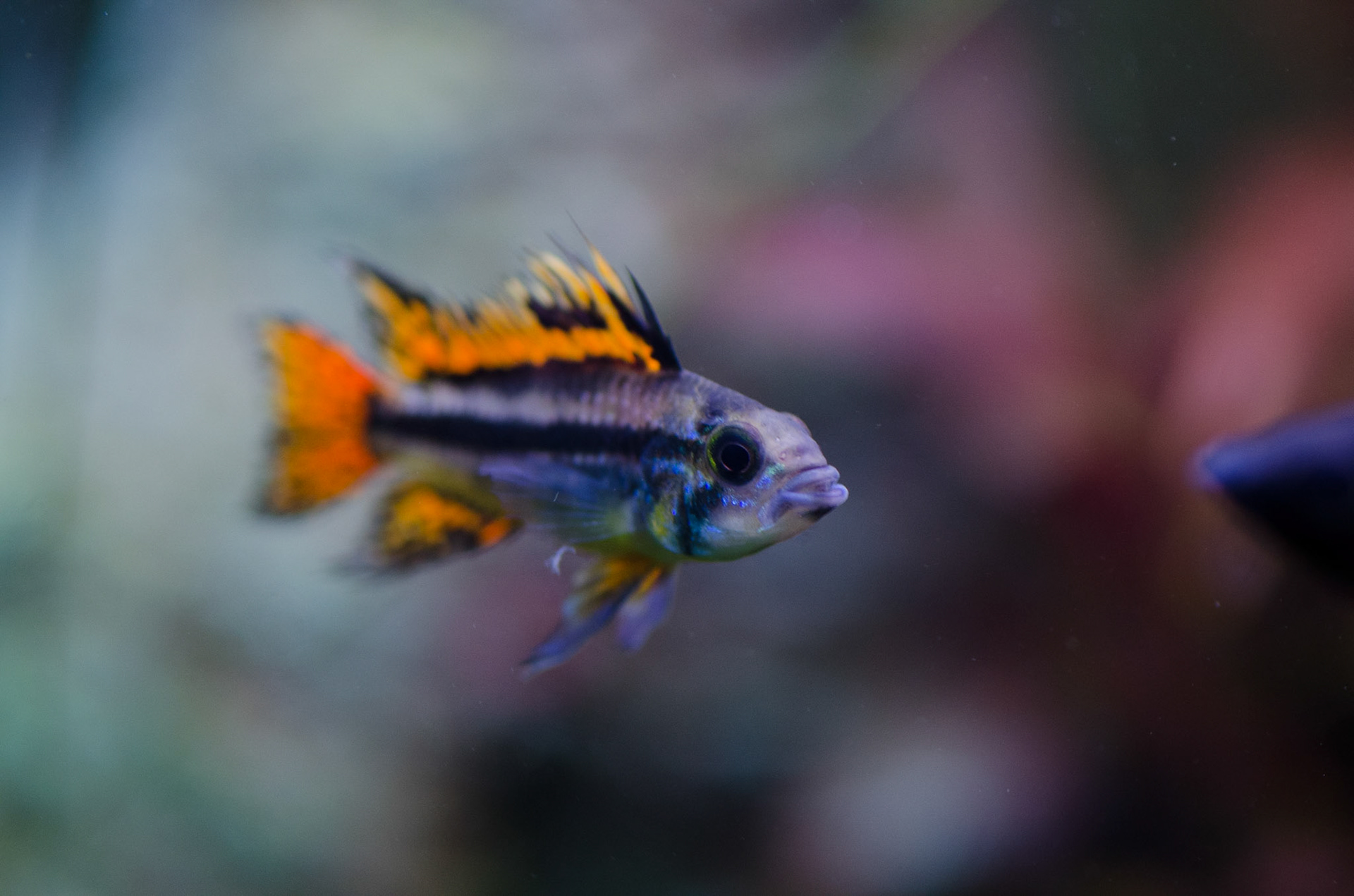 Gekuifde Dwergcichlide