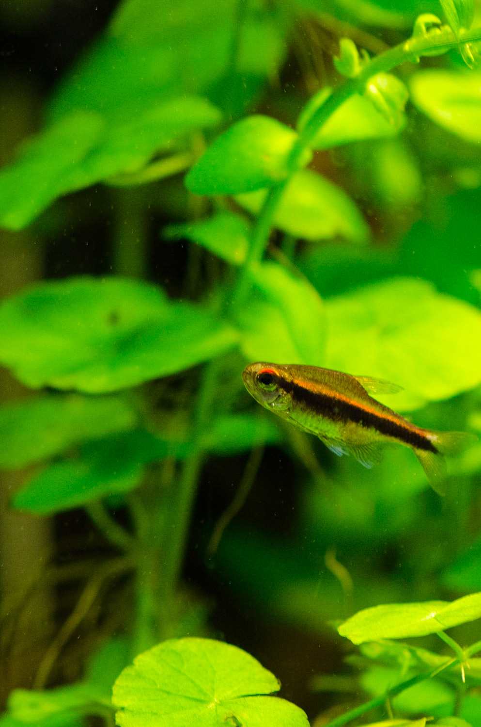 Hyphessobrycon eschwartzae