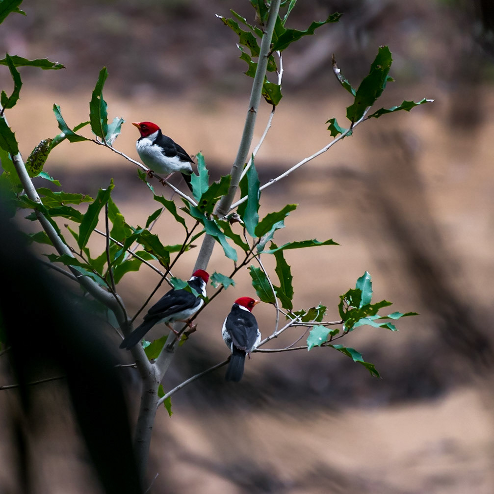 Mato Grosso do Sul-Santa Delfina / Family of delicate Red-capped cardinal (Paroaria gularis) [2017 01]