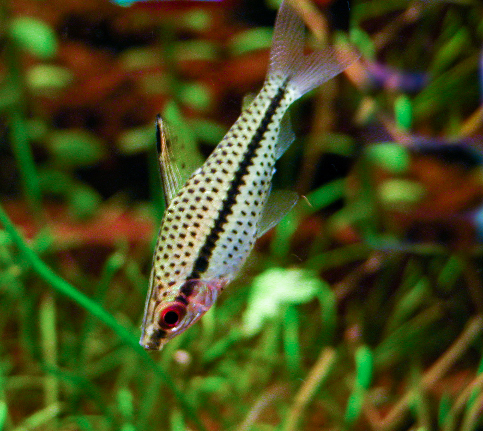 Gestippelde kopstaander