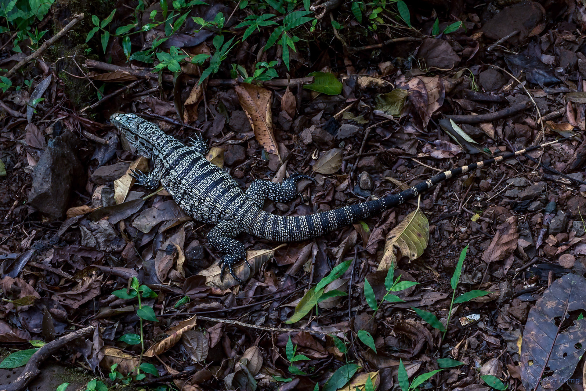 Argentinean Iguazú / Sapakara or Argentine giant tegu (Salvator merianae) [2016 12]