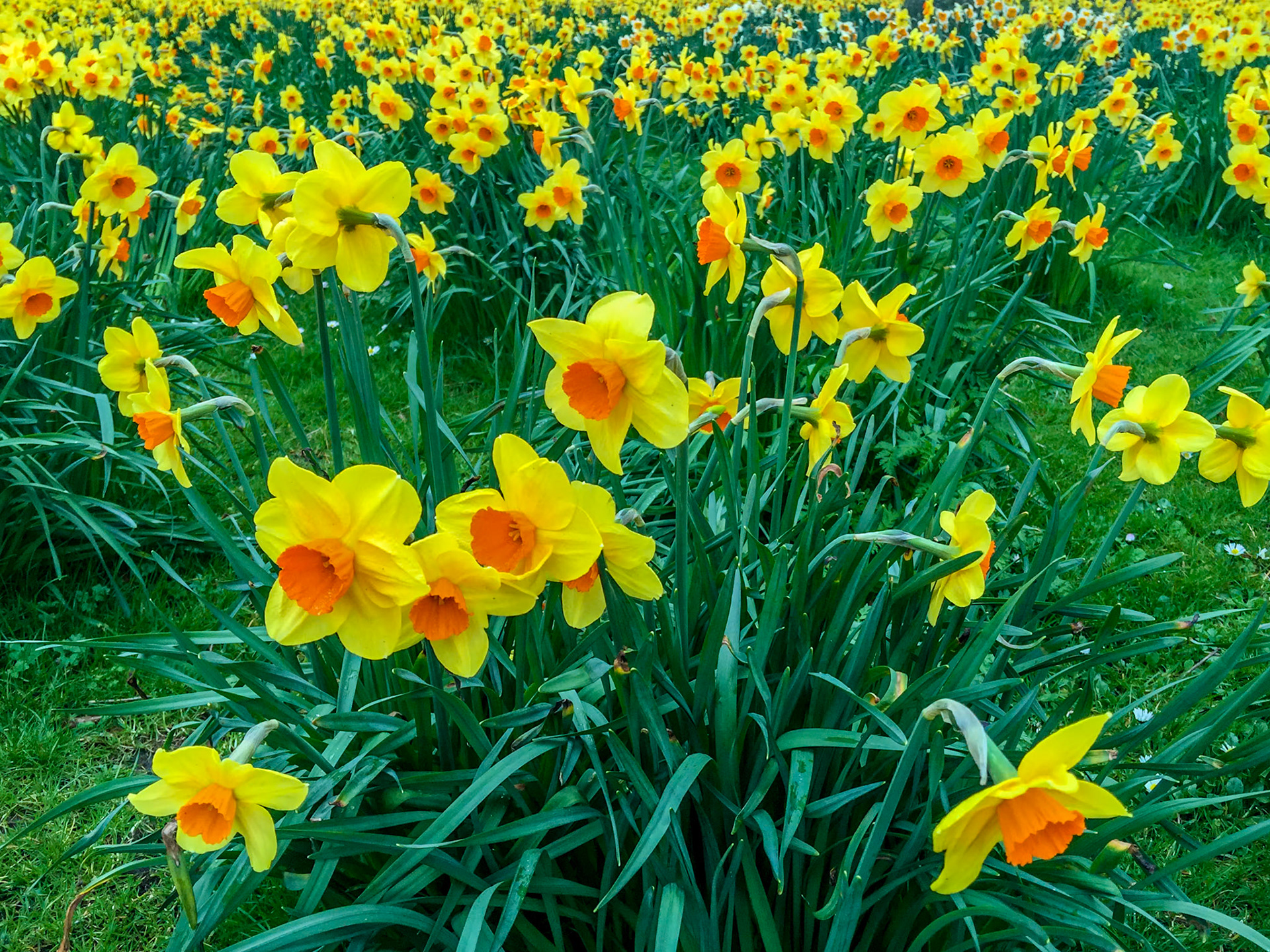 Veldje narcissen (Narcis fortisimo) nabij Borneosteiger, Zeeburg