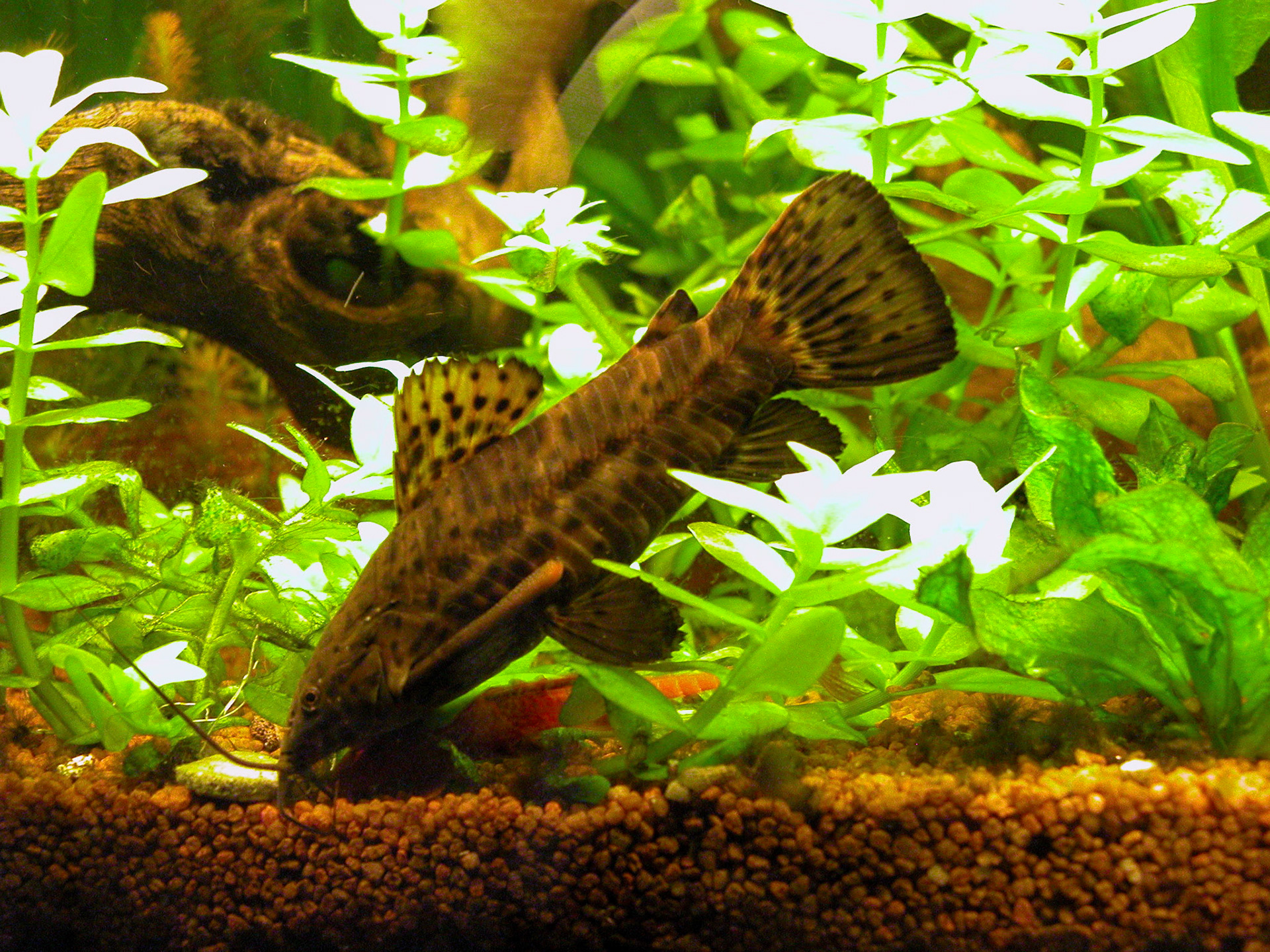 Katherina (kwie kwie)