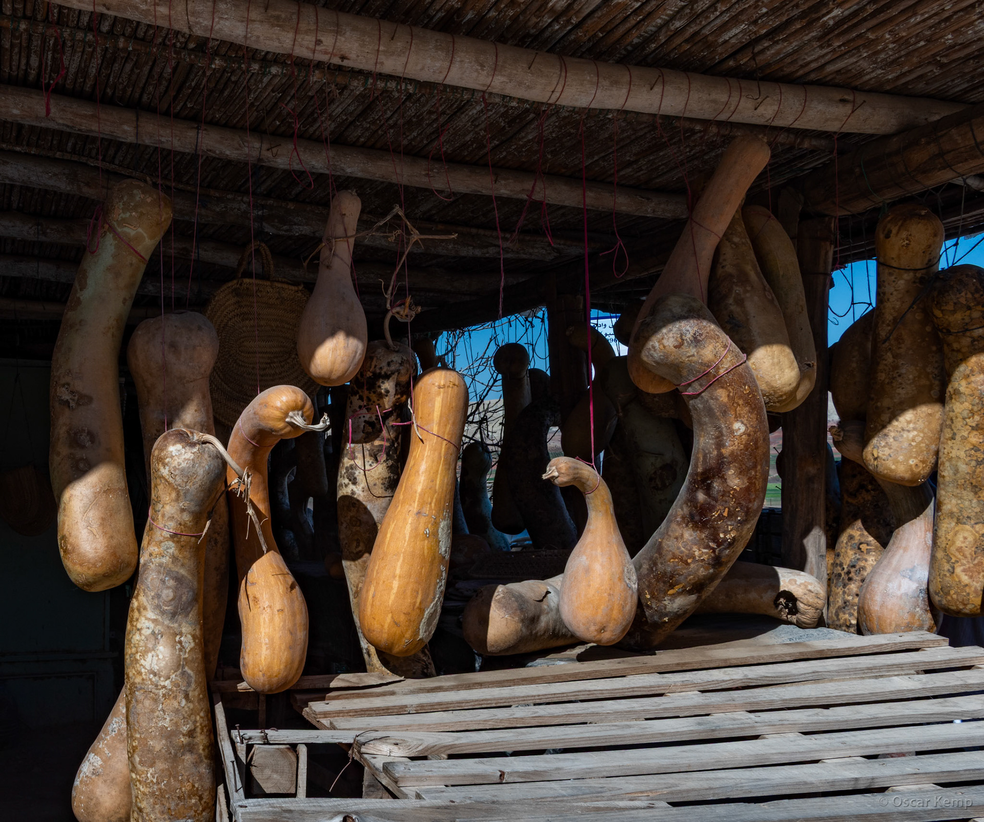 Barrage Sidi Chahed / Pumpkins which, after being completely dried, serve as water jars [Marocco, 2025 02]