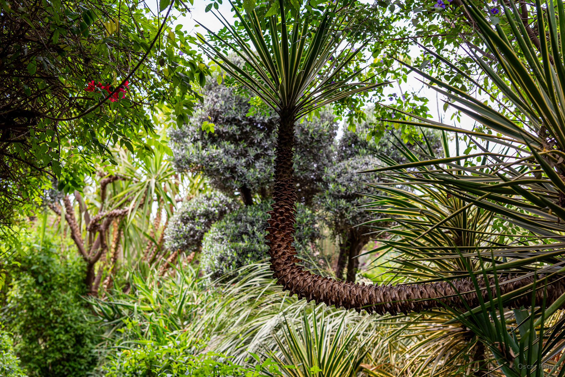 Anima (Andre Heller Garden)-Ait Tiguerte / Detail of rustic garden [Marocco, 2024 04]