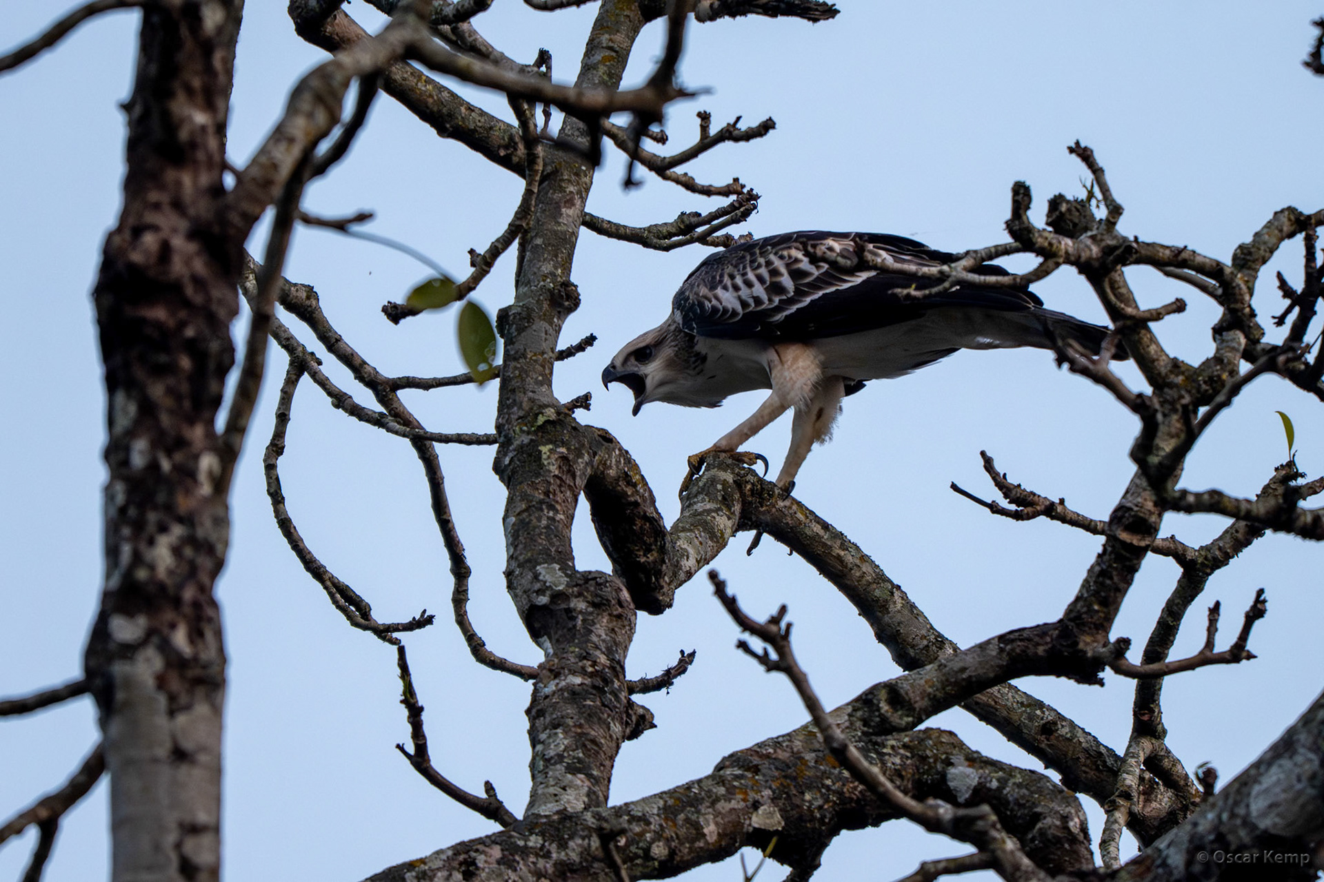 Corbett NP,Uttarakhand / Indian spotted eagle (Clanga hastata) a large bird of prey native to South Asia [India 2025 11]