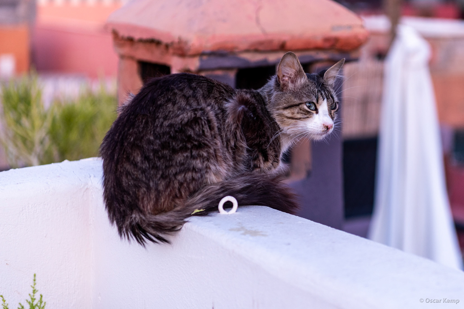 Marrakech / One of many Marroccan cats that are very well cared for [Marocco, 2024 04]