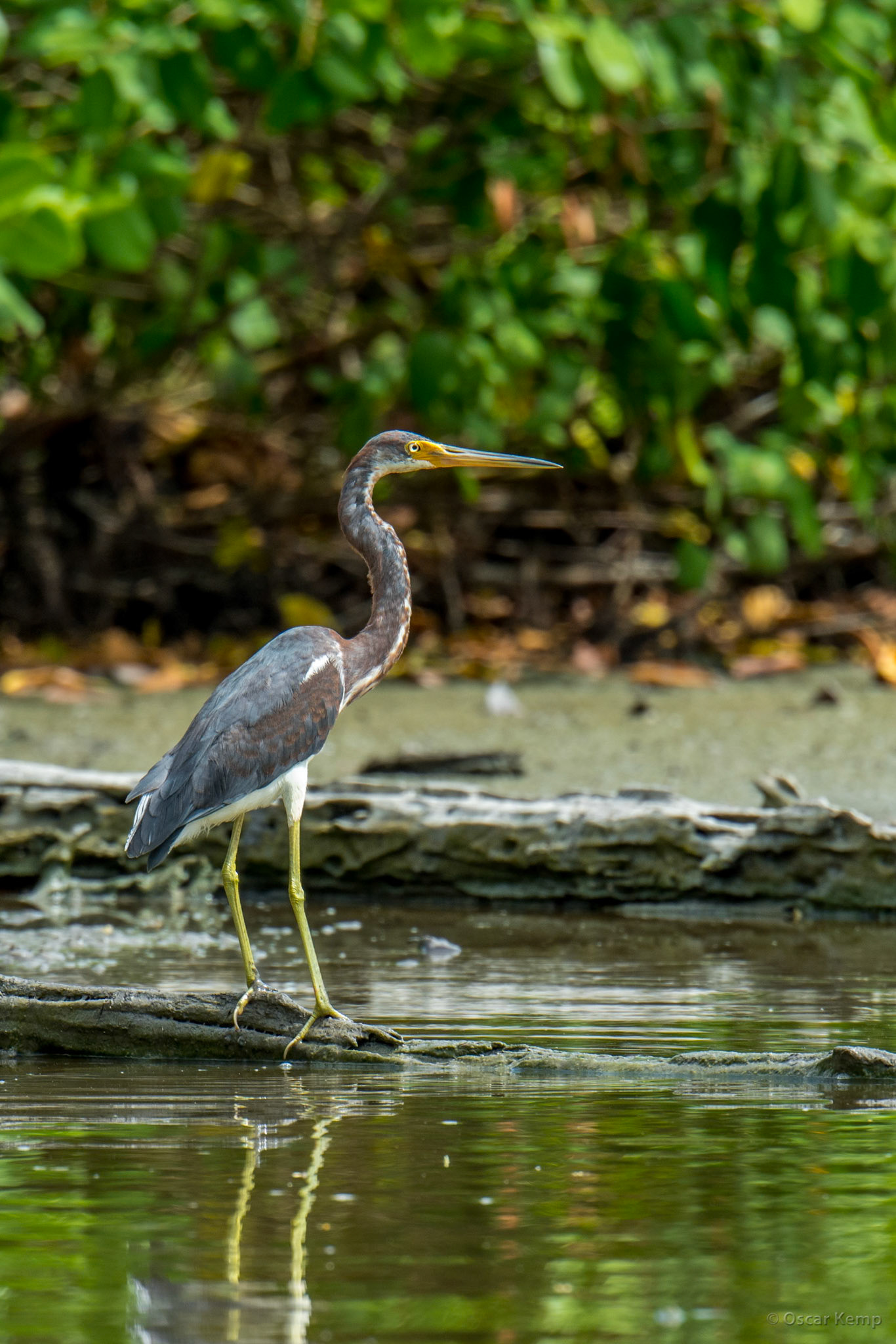 Bigi Pan / Great blue heron (Ardea herodias) [Suriname, 2018 10]