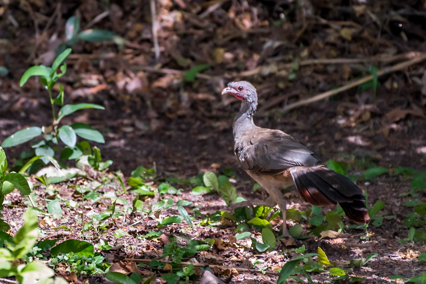 Mato Grosso do Sul-Santa Delfina / Noisy Chaco chachalaca or Pantanal chicken (Ortalis canicollis pantanalensis) on the run [2017 01]
