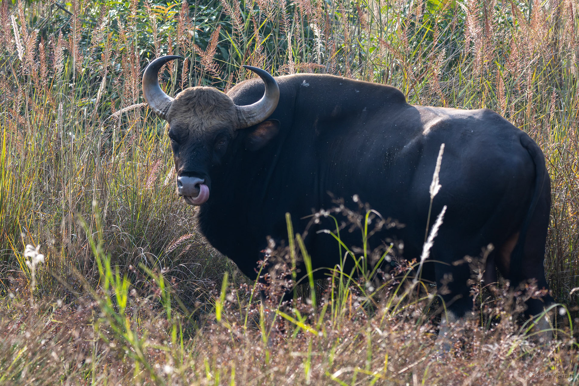 Bandhavgarh,Madhya Pradesh / Rare and endangered Gaur ♂ (Bos gaurus) or Indian bison; the largest wild cattle species in the world [India 2025 11]