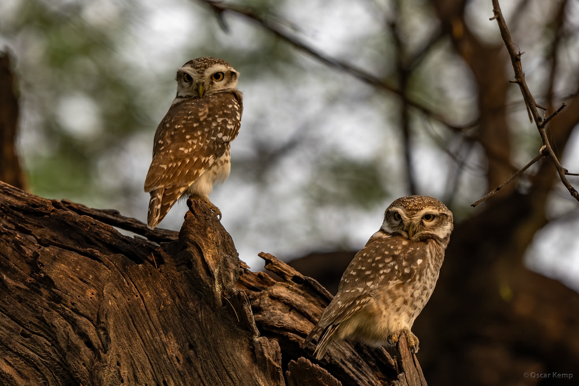 Keoladeo,Madhya Pradesh / Pair of very successful Spotted Owlets (Athene brama) and unfortunately their loud calls are superstitiously associated with bad omens [India 2025 11]