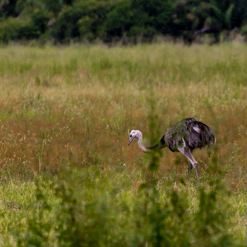Mato Grosso do Sul-Santa Delfina / Ñandú of Greater rhea (Rhea americana): largest native bird in the Americas [2017 01]