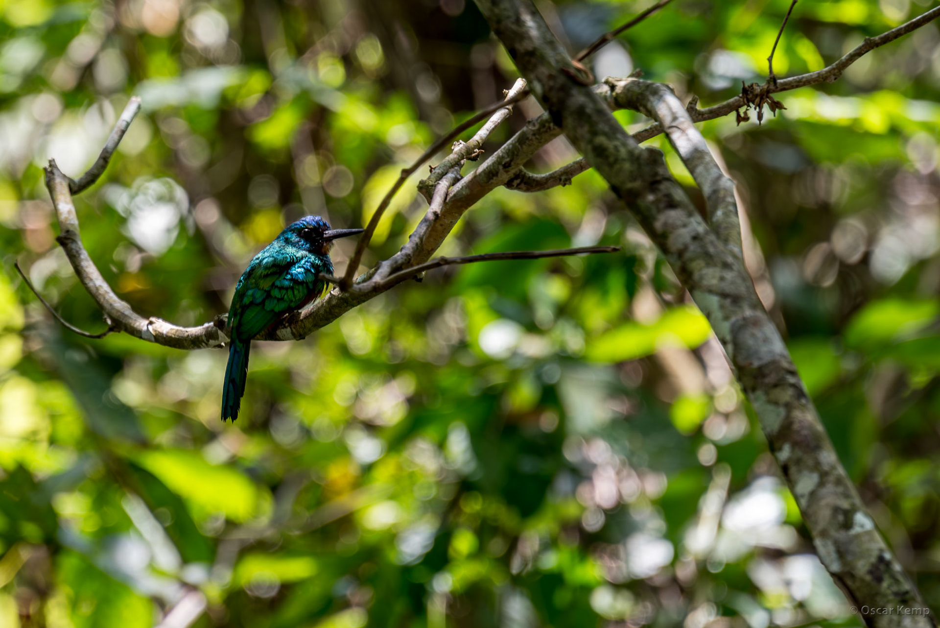 Martin Luther Kingweg aka Highway near Domburg /  Beautiful Greentail Jacamar (Galbula galbula) [Suriname, 2018 10]
