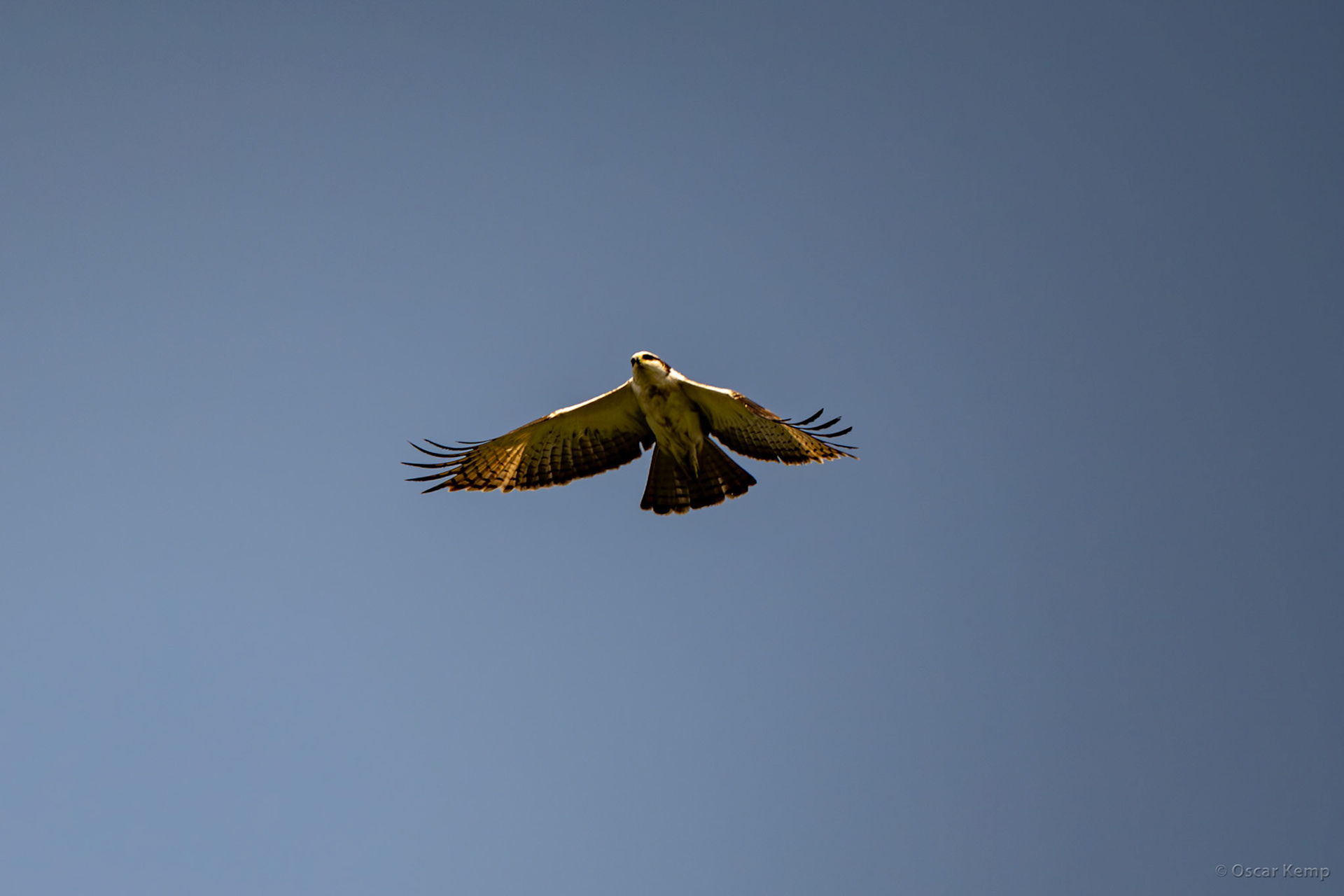 Kanha,Madhya Pradesh / Eurasian osprey (Pandion haliaetus haliaetus) in full flight [India 2025 11]