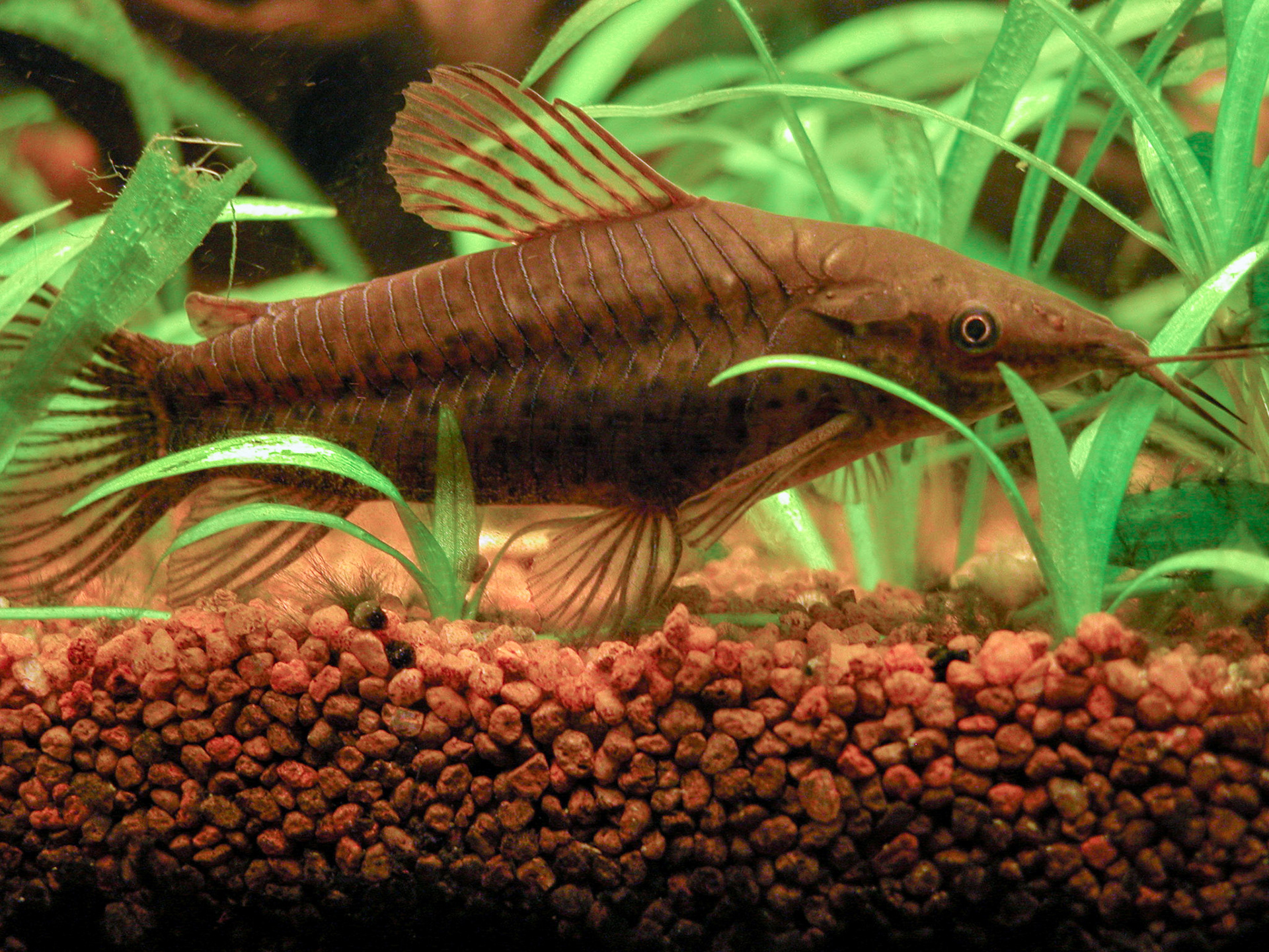 Hoplosternum punctatum