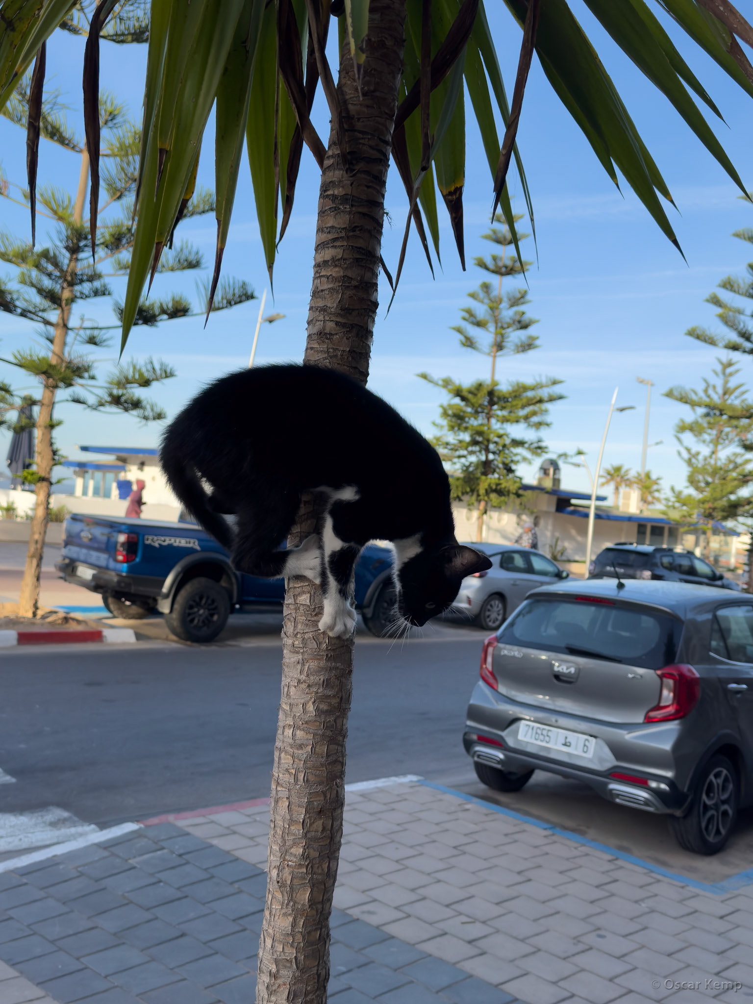 Essaouira-Av Moammed V / Young playful kitten [Marocco, 2025 02]