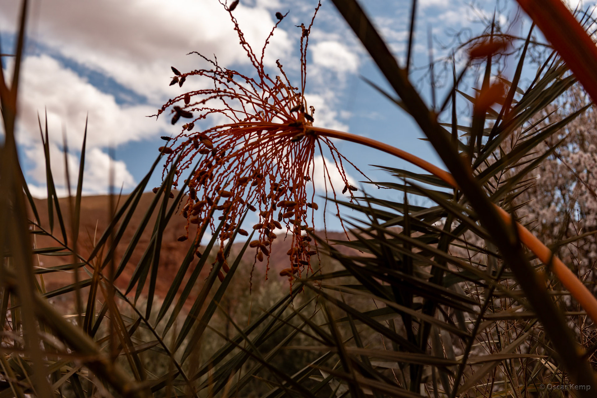 Dadés Gorges-Aït Arbi / Palm with unripe dates [Marocco, 2025 02]