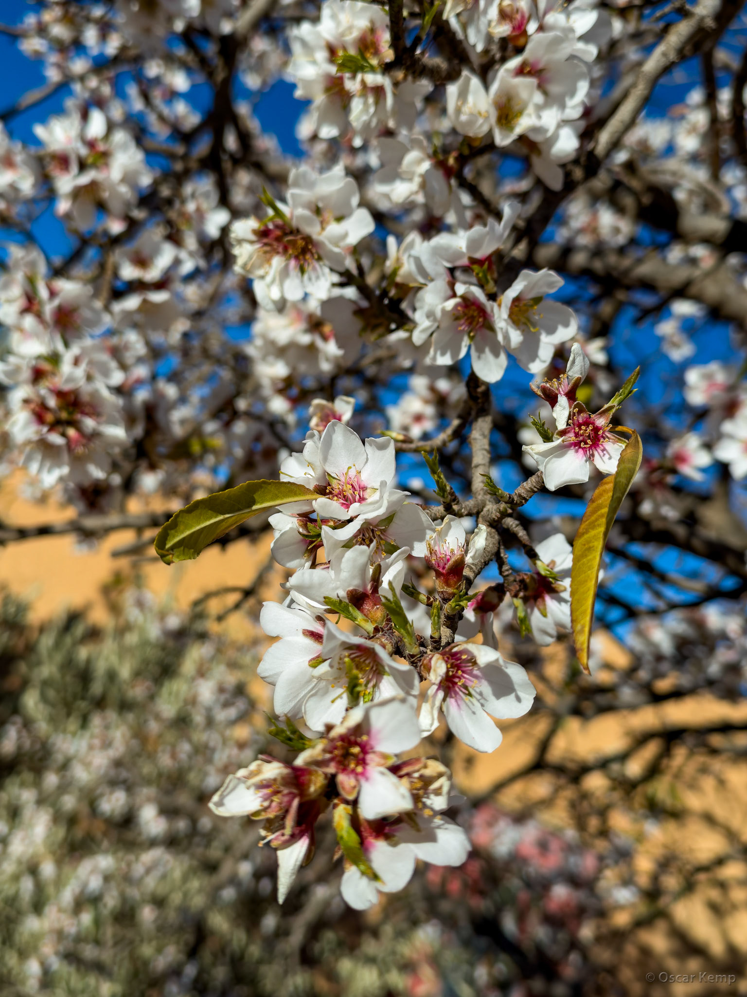 Midelt-Taddamoute / Almond blossom [Marocco, 2025 02]