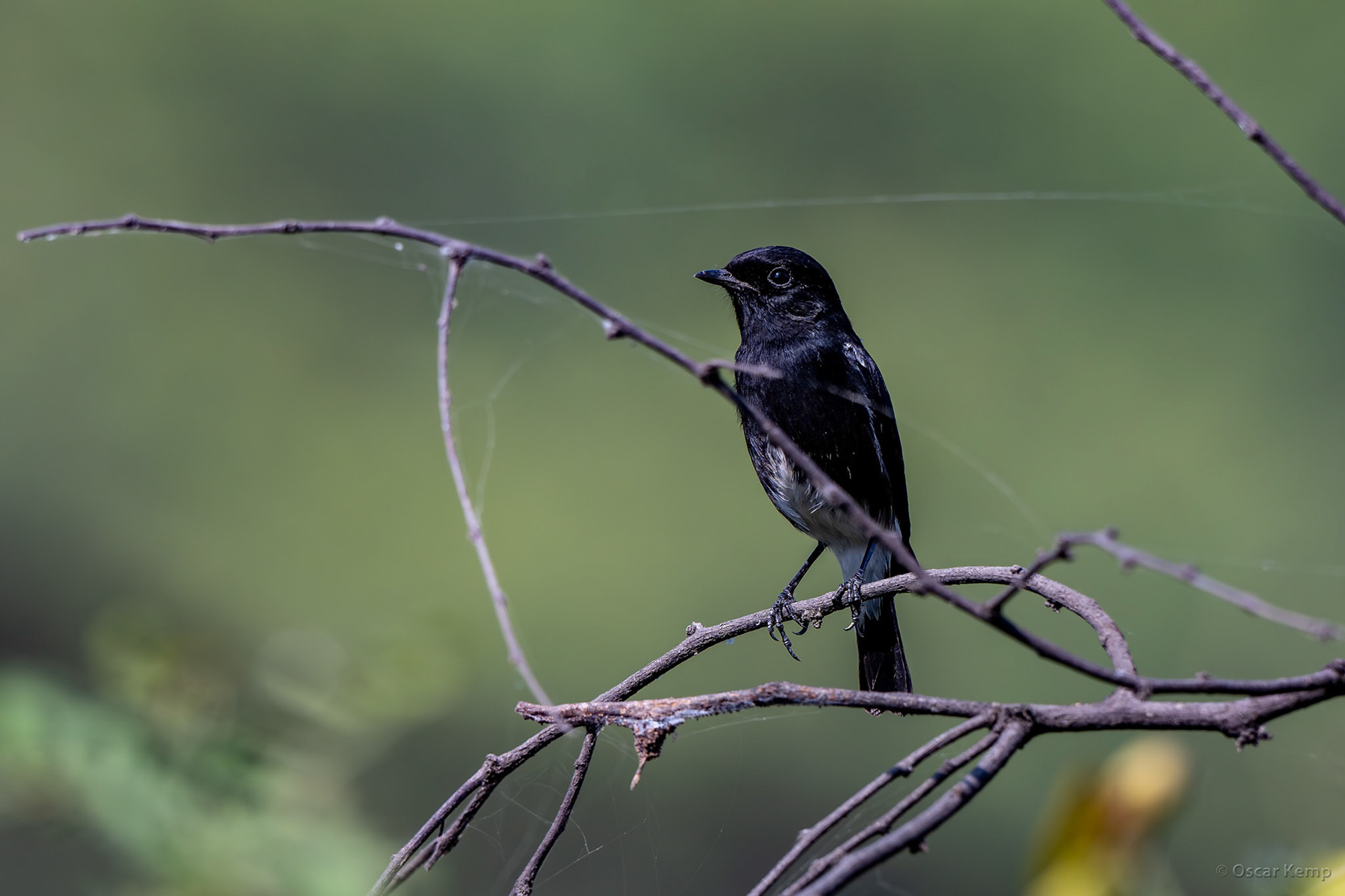 Keoladeo,Madhya Pradesh / Insectivorous Pied Bushchat ♂ (Saxicola caprata) on the lookout from a conspicuous low perch [India 2025 11]