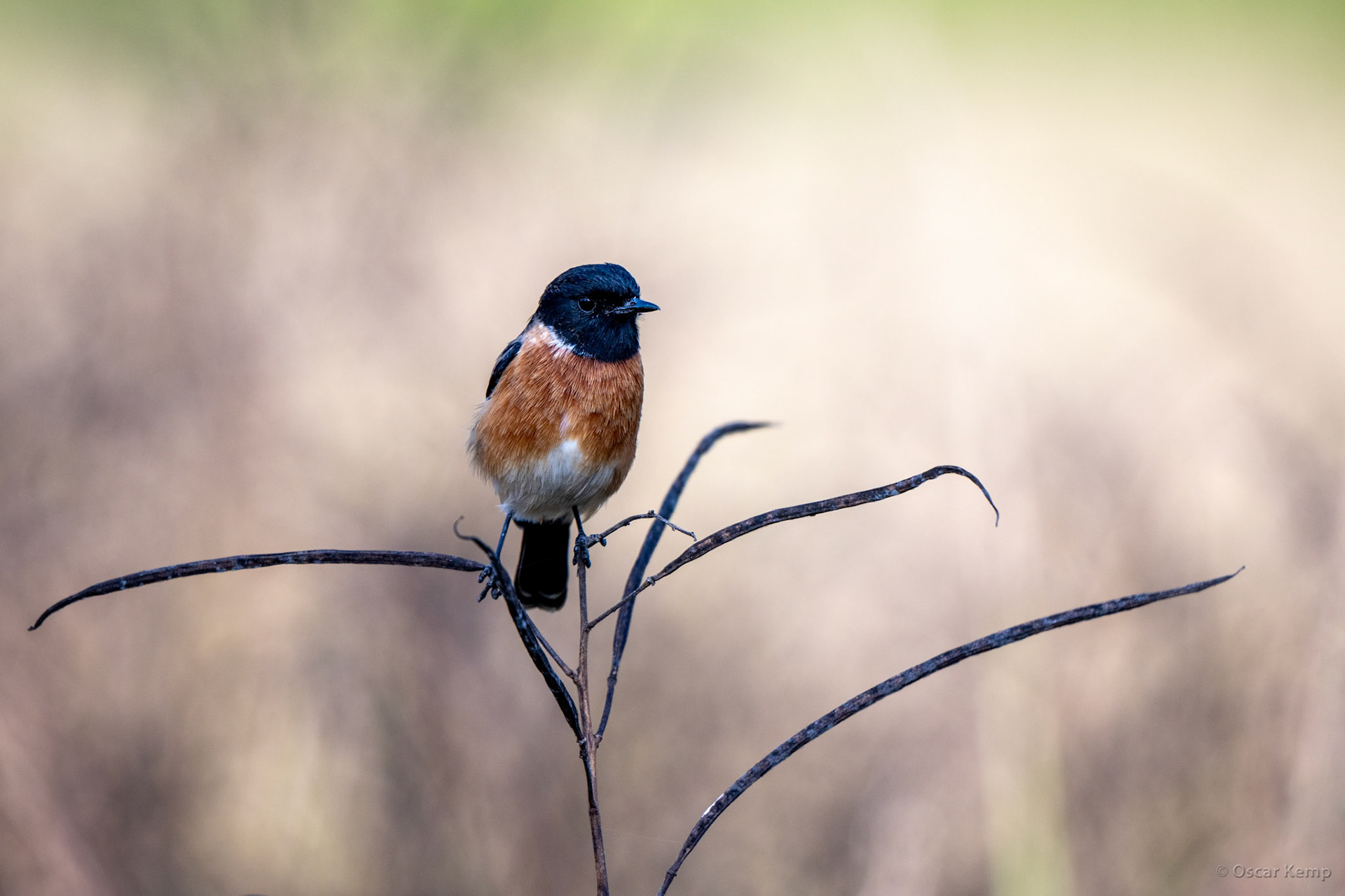 Corbett NP,Uttarakhand / Hardy Asian stonechat ♂ (Saxicola maurus indicus) a flycatcher well adapted for long-distance migrations [India 2025 11]