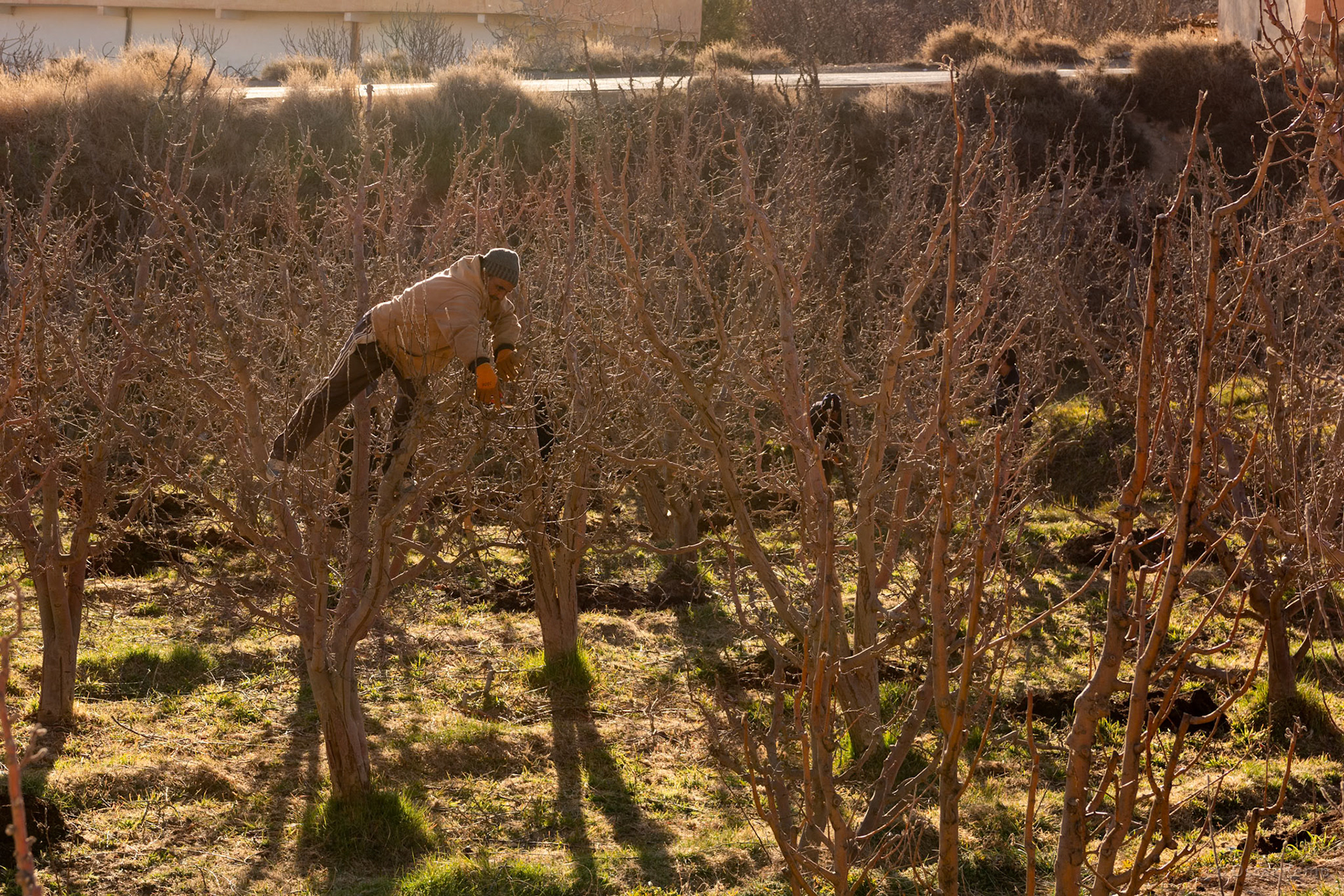Midelt-Taddamoute / Annual pruning of almond trees [Marocco, 2025 02]