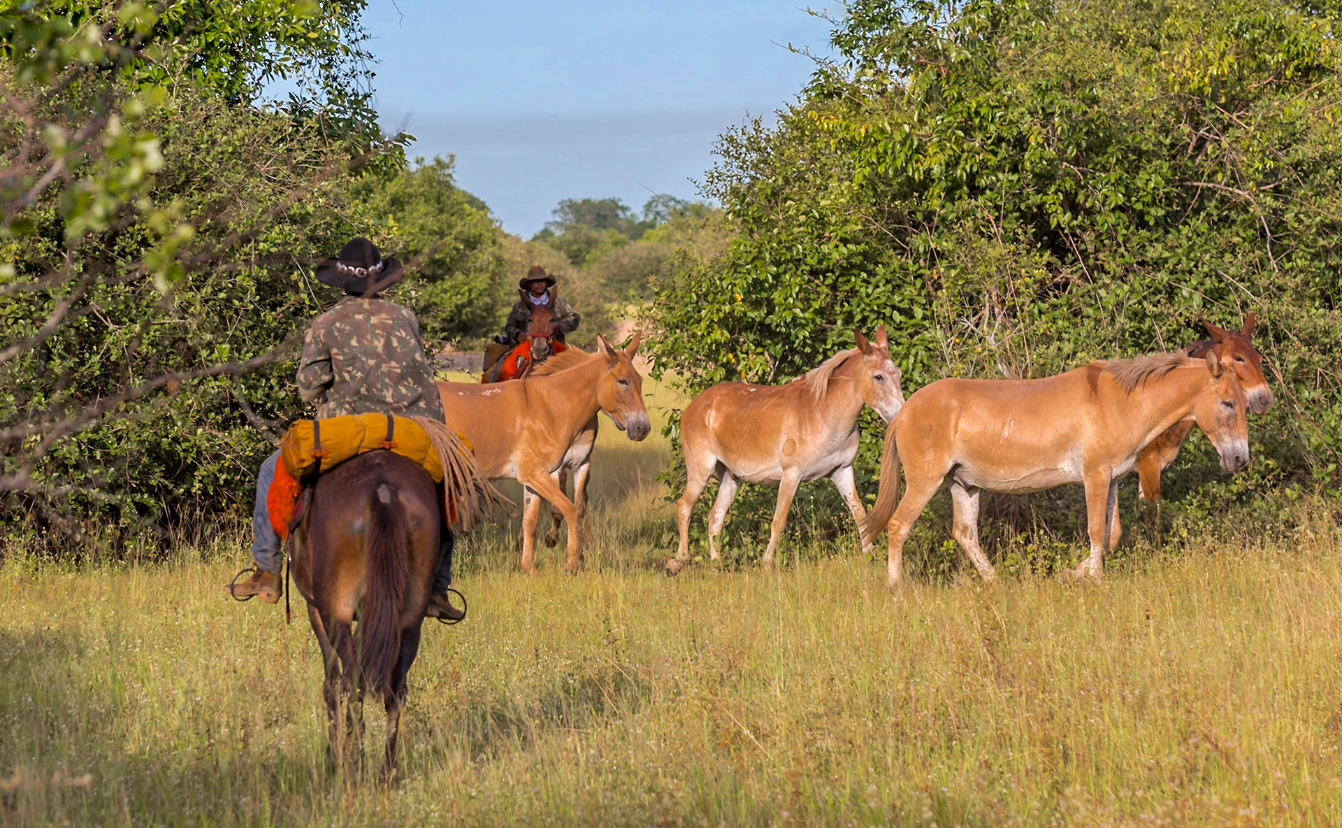 Mato Grosso do Sul-Xaraés Nature camping / Pantaneiros in action [2017 01]
