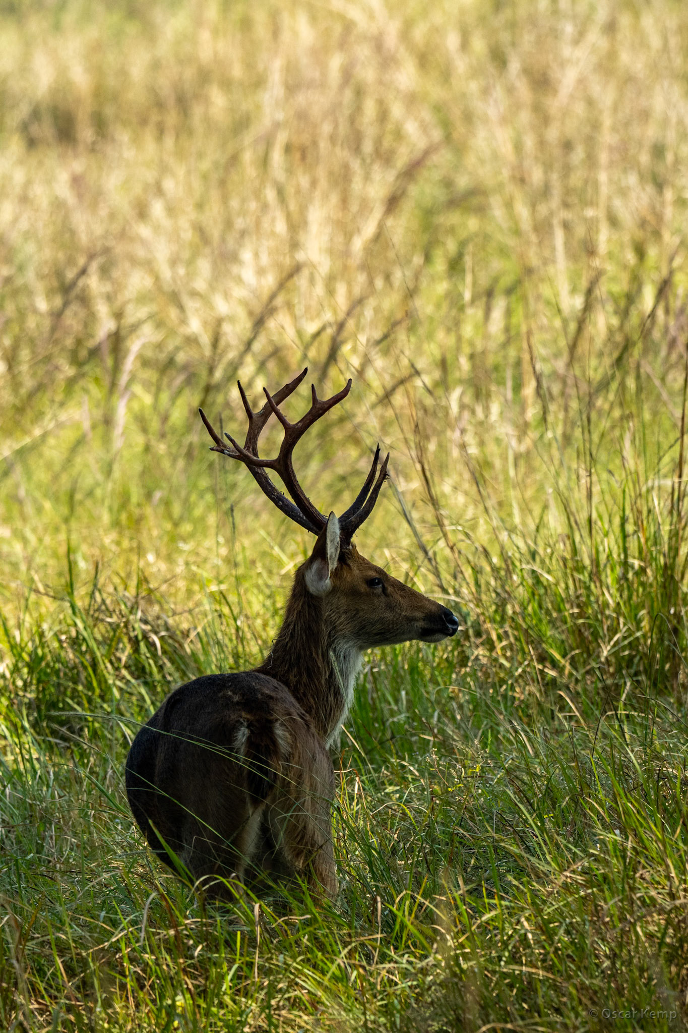 Kanha, Madhya Pradesh / Barasingha ♂ (Rucervus duvaucelii) aka swamp deer in the tall grass with typical antlers [India 2025 11]