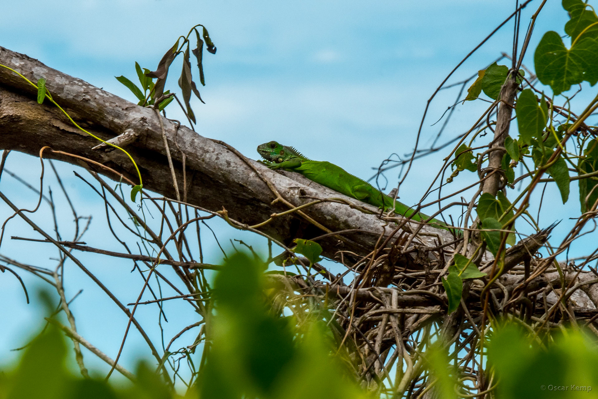 Bigi Pan / Excellently camouflaged iguana (Iguane iguana) [Suriname, 2018 10]