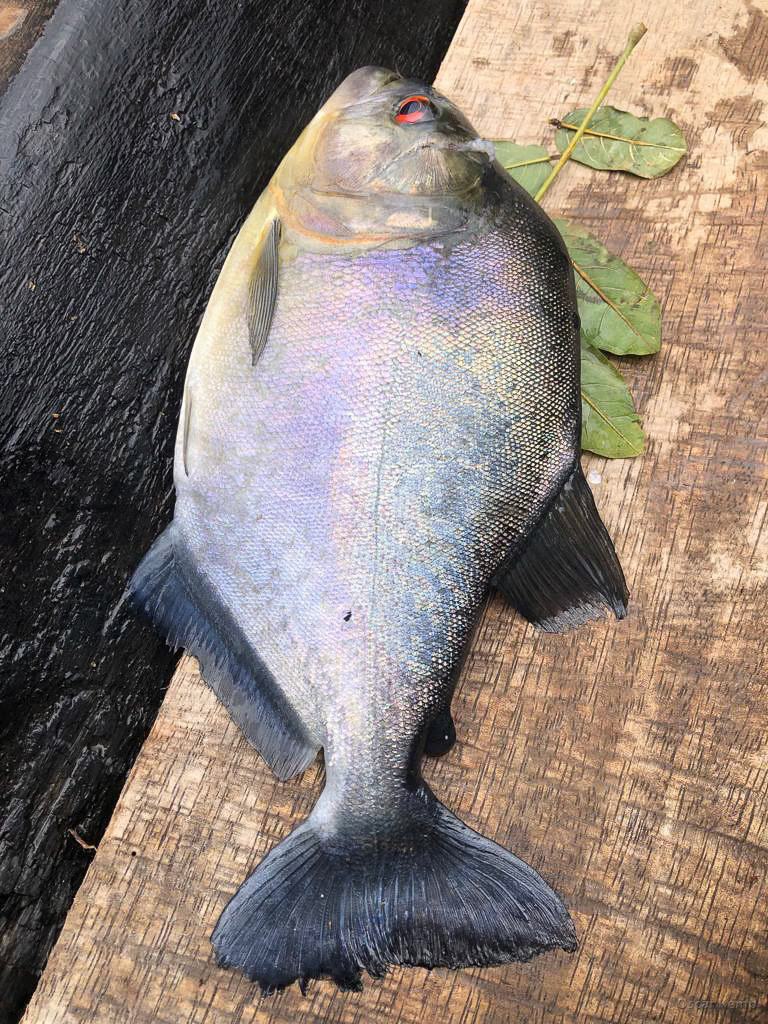 near Bongo Island / bycatch: the infamous Black piranha (Serrasalmus rhombeus) [Suriname, 2022 03]