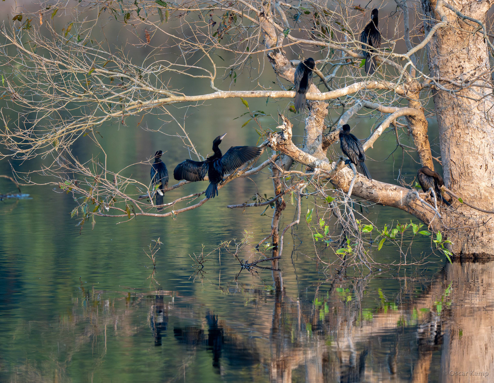 Pench NP, Madhya Pradesh / Little Cormorants (Microcarbo niger) sunbathing extensively and preening feathers after fishing [India 2025 11]