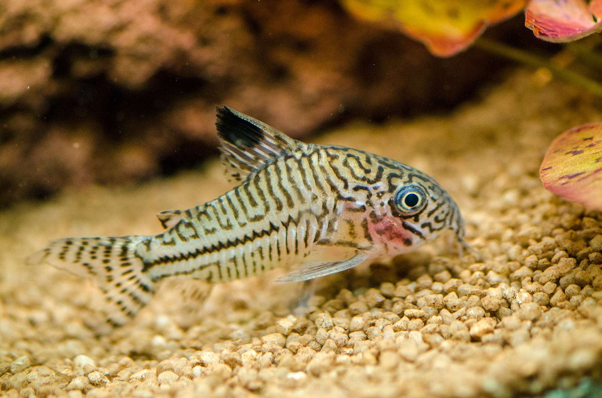 Corydoras Reticulatus