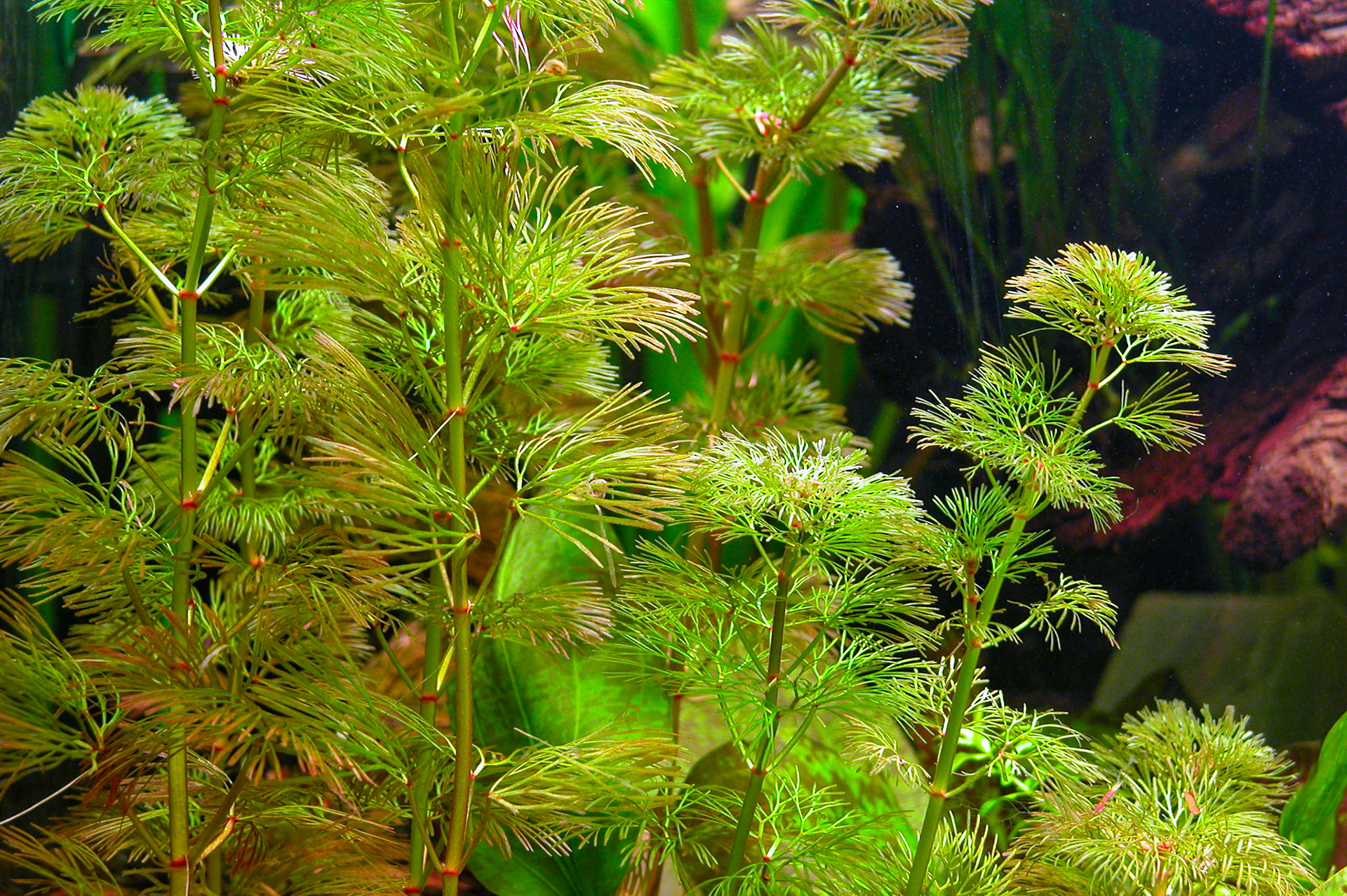 Waterwaaier.(Cabomba)