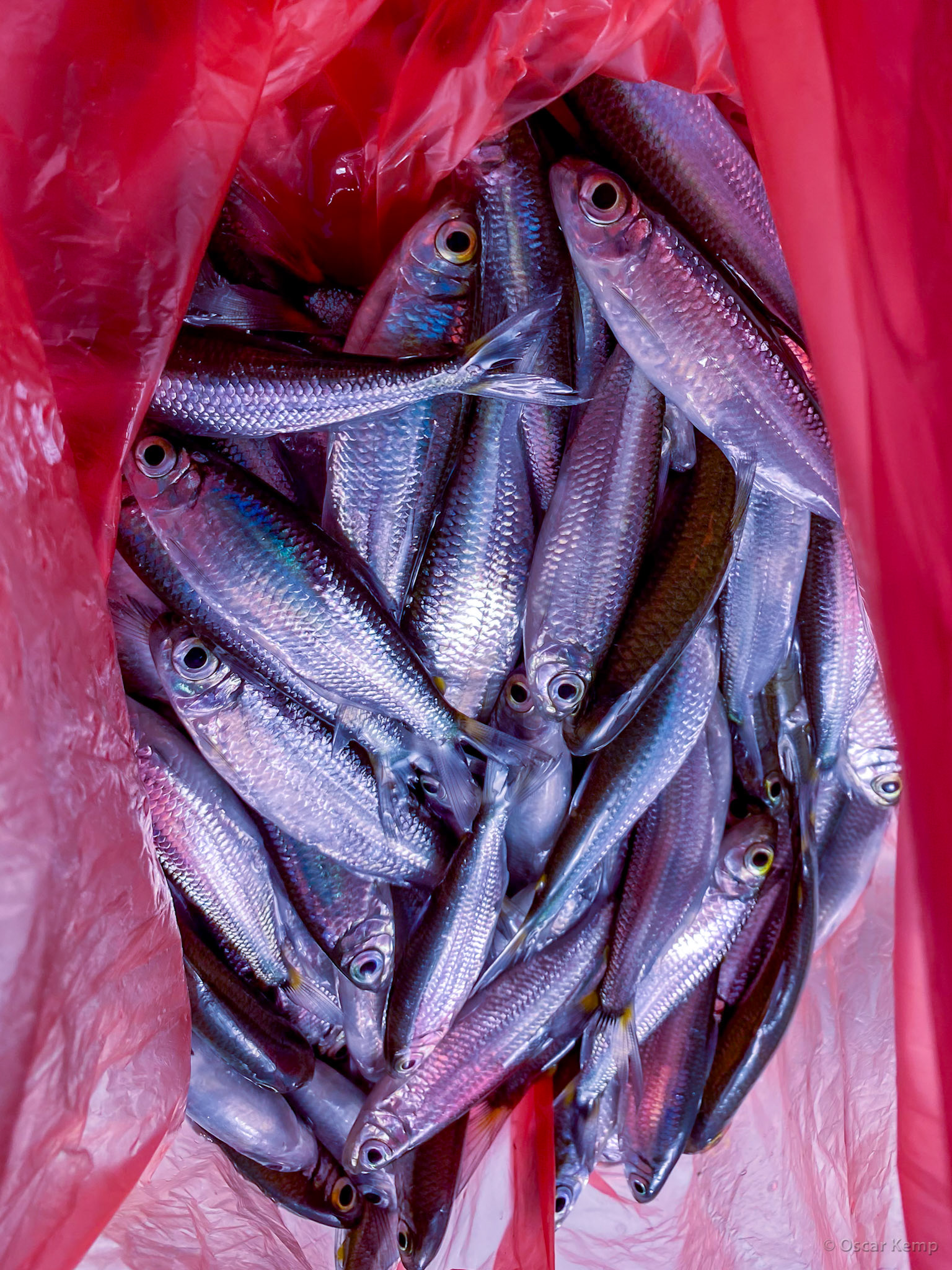 near Friends Place Island / Bite fish for Tukunari: Characins (Characidae) aka Sriba or Bongo-mi [Suriname, 2022 10]
