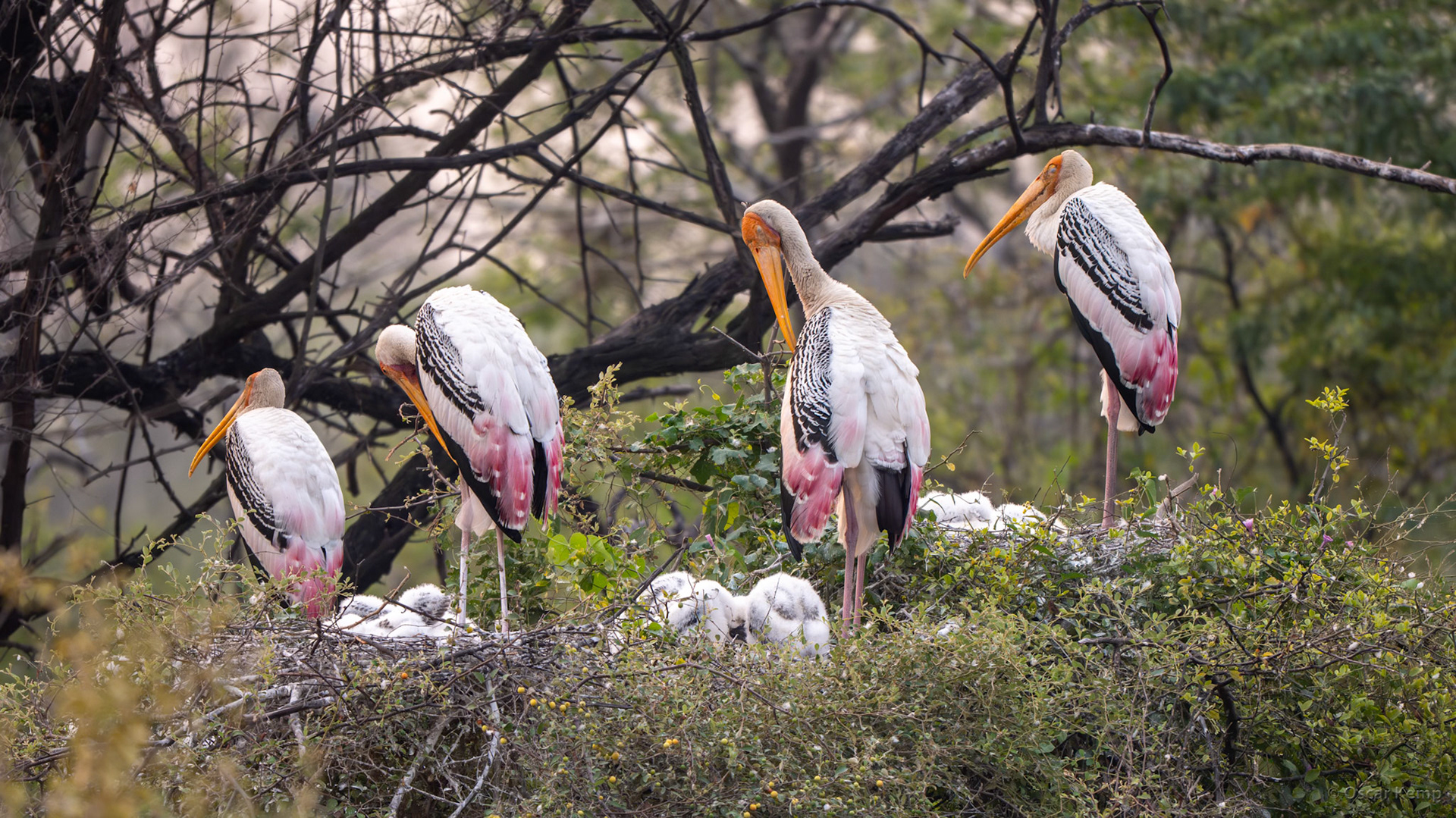 Keoladeo,Madhya Pradesh / Nests with chicks of the Painted Stork (Mycteria leucocephala) [India 2025 11]